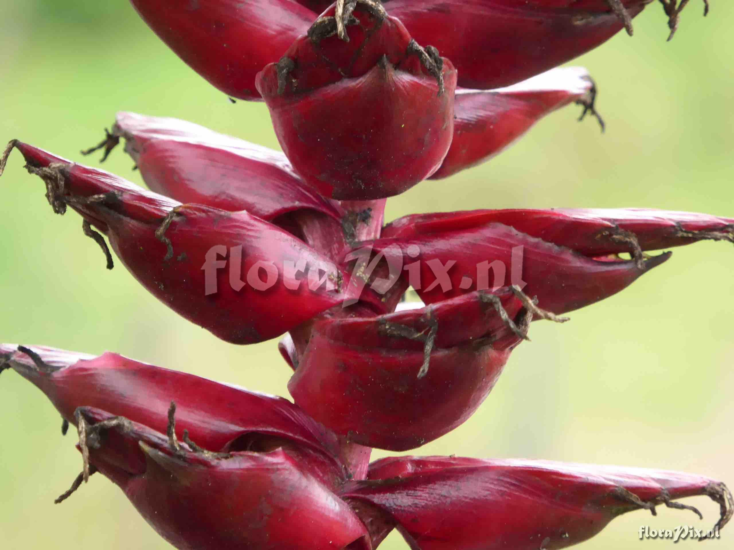 Tillandsia buseri