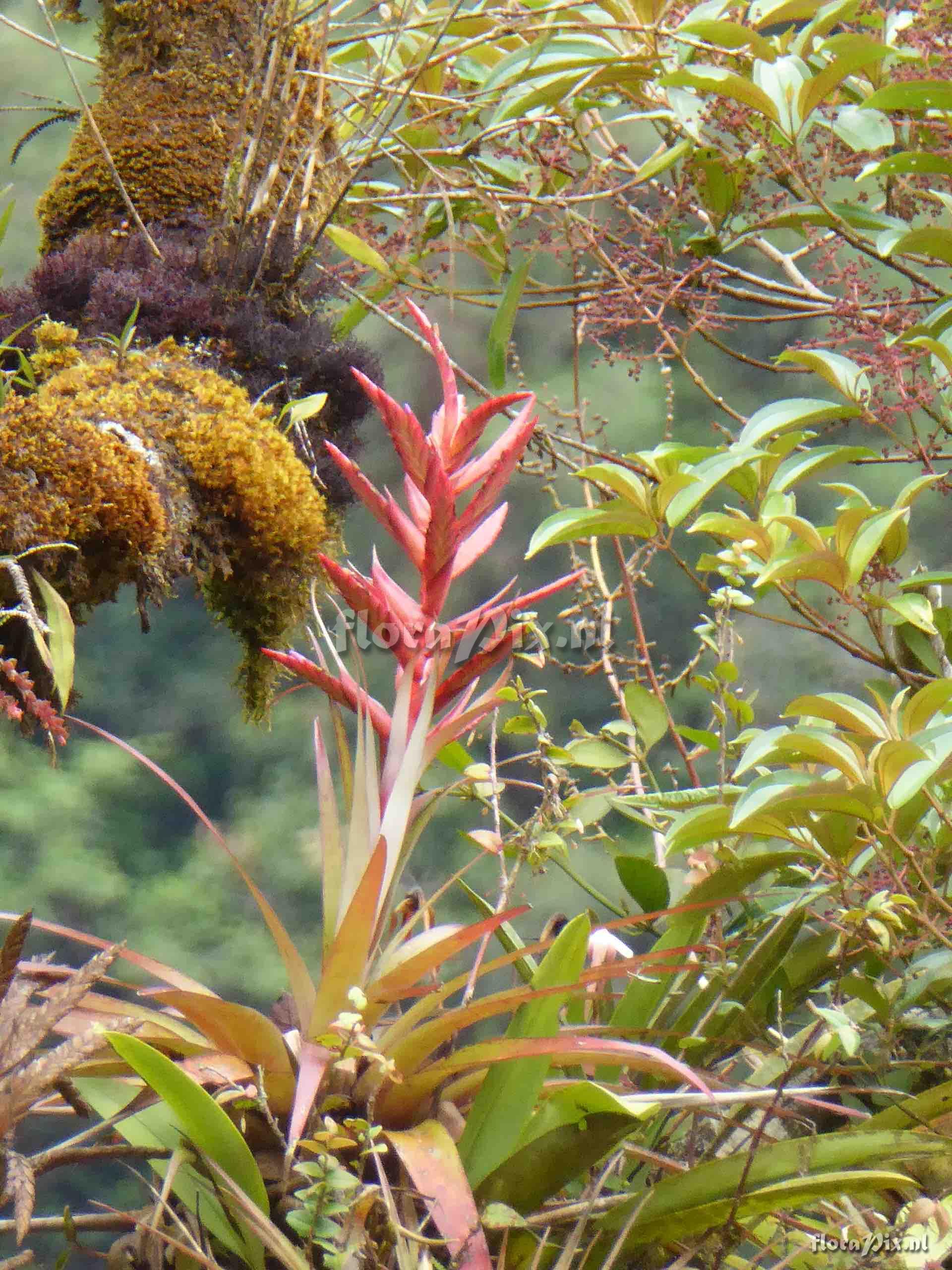 Tillandsia sp.