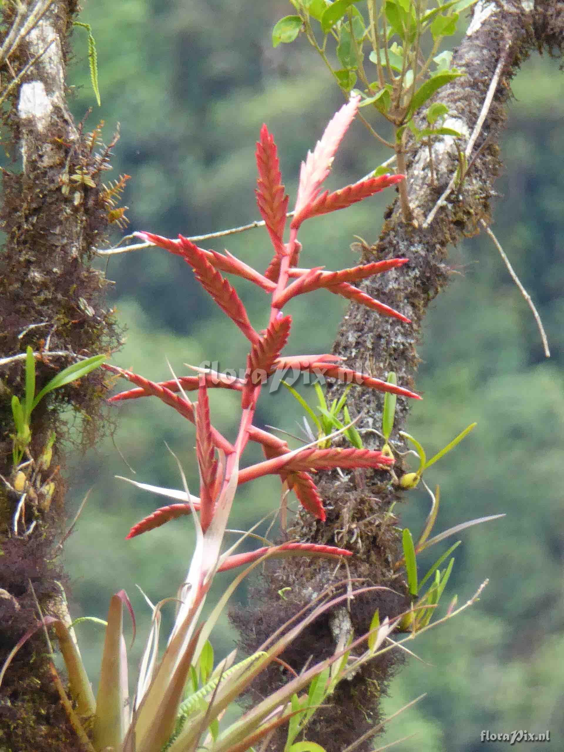 Tillandsia sp.