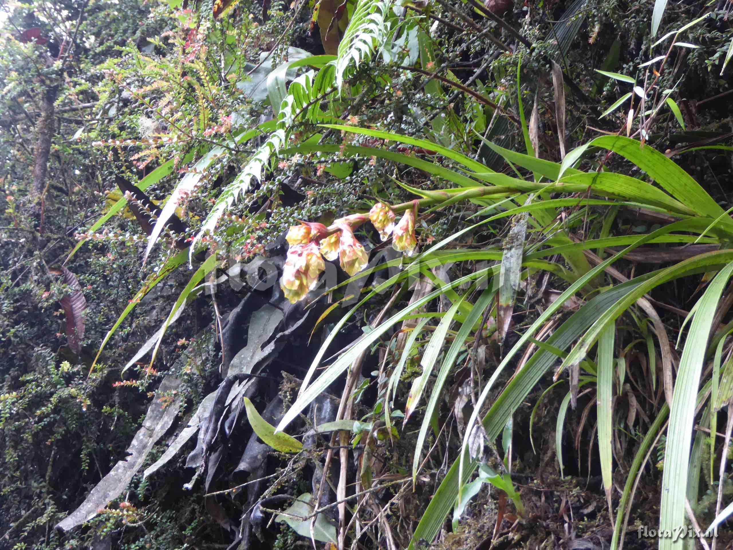 Guzmania sp. 