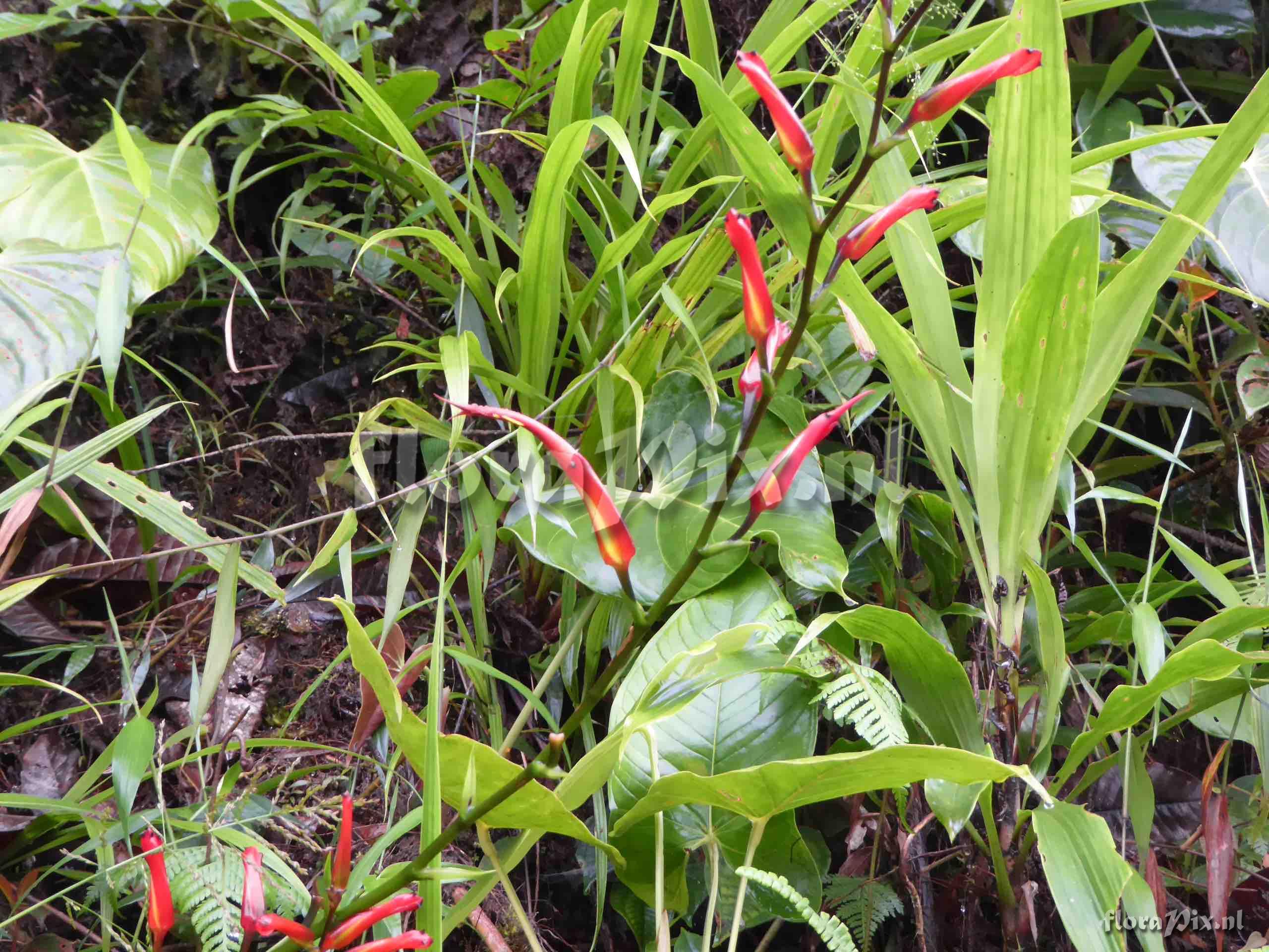 Pitcairnia sp.