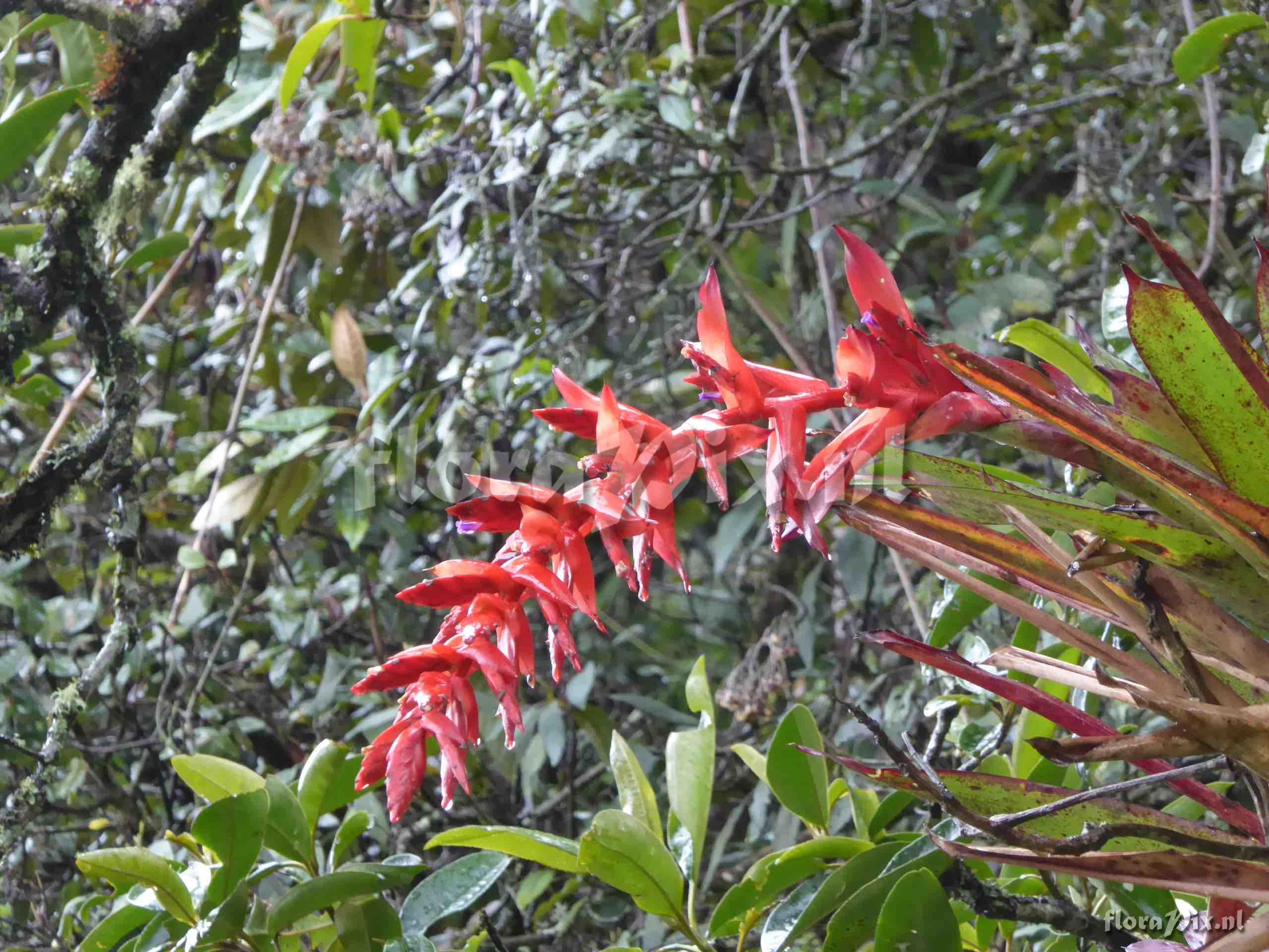 Tillandsia humboldtii