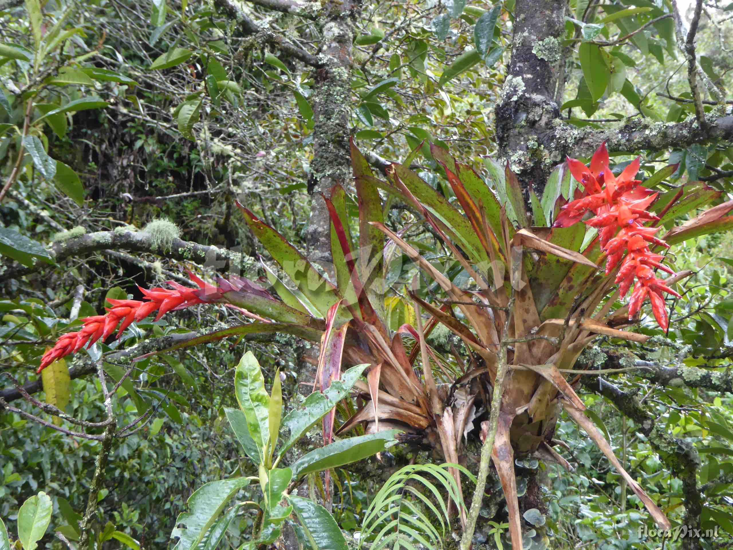 Tillandsia humboldtii