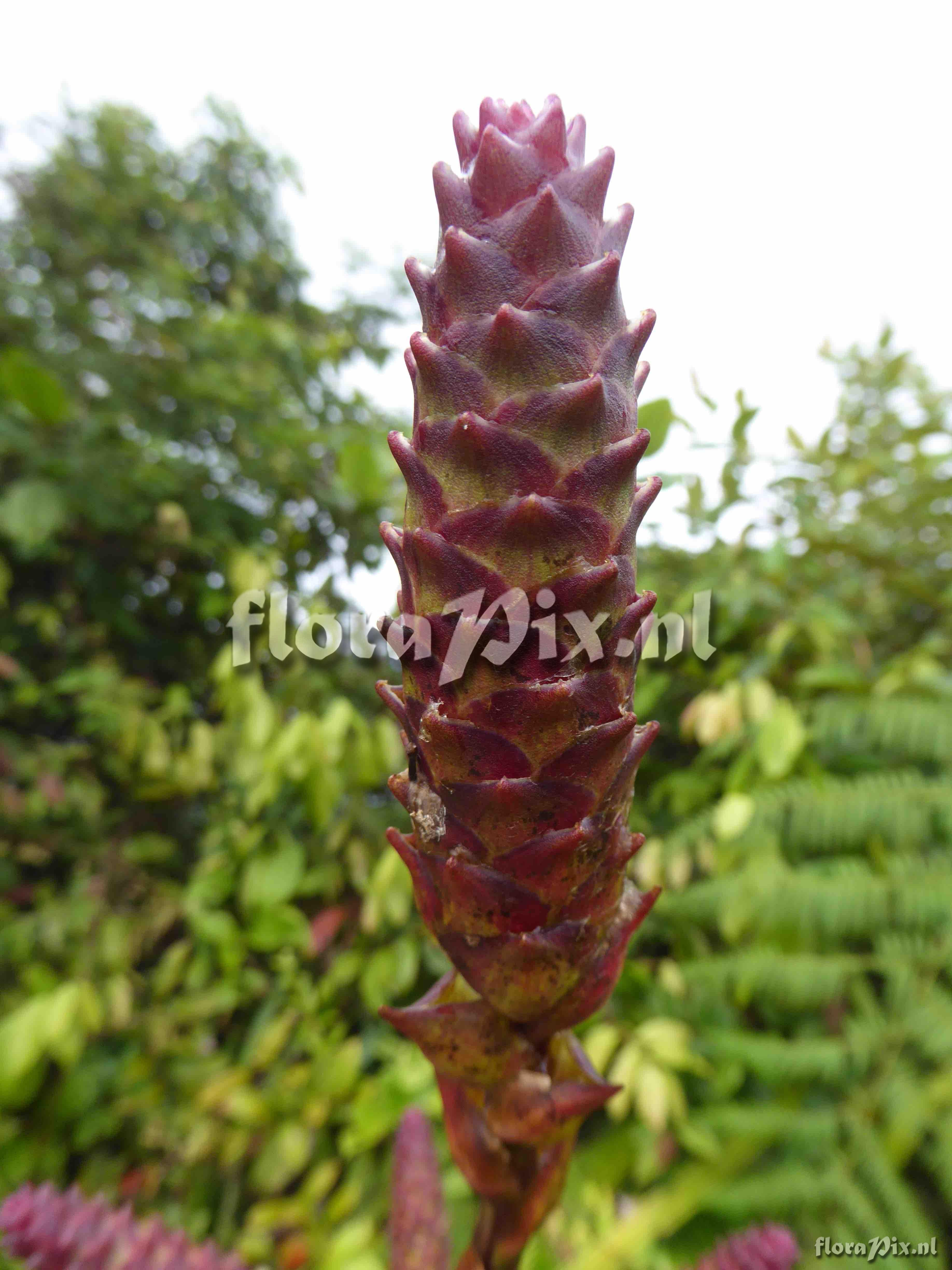 Guzmania hollinensis