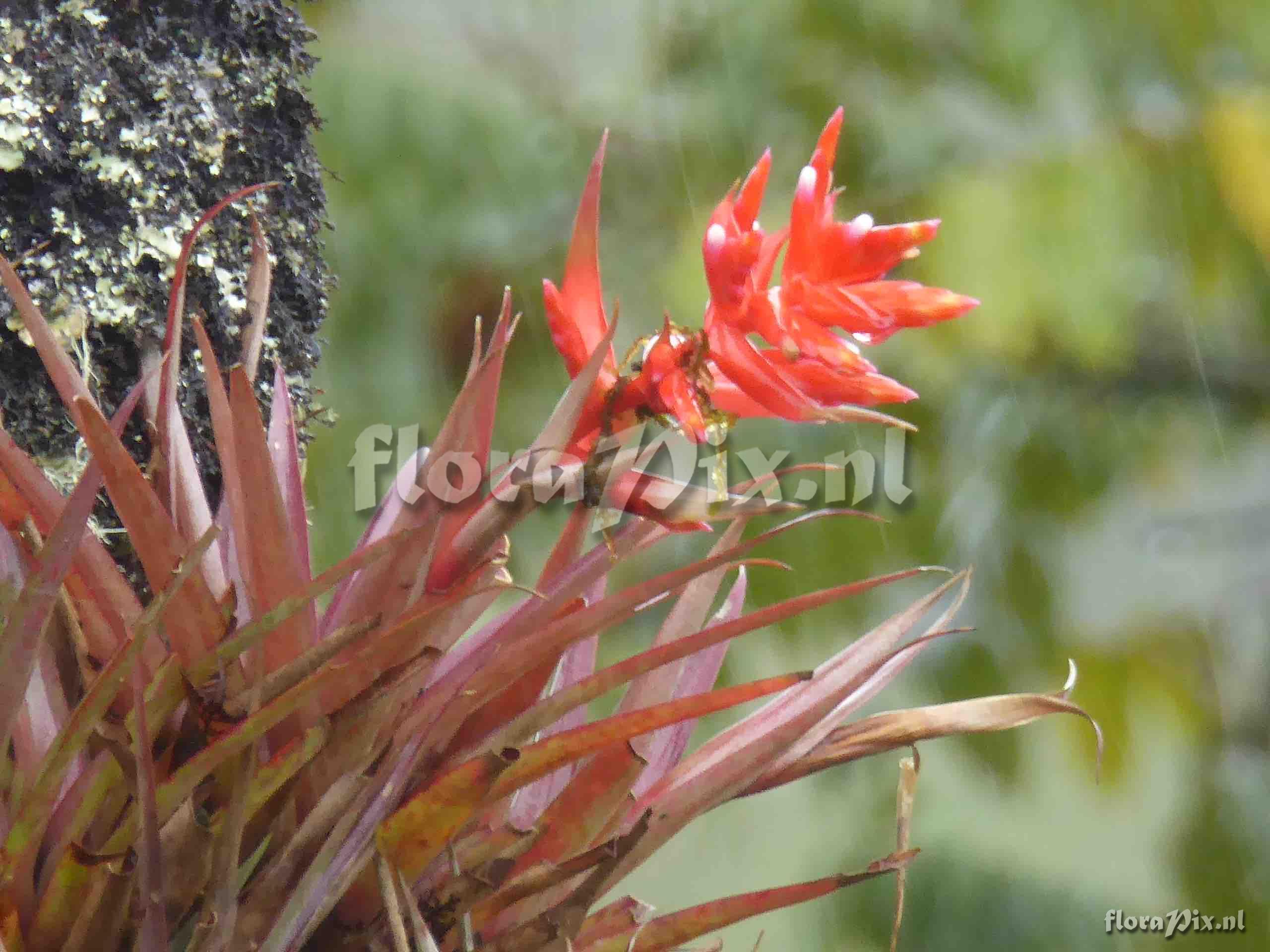 Tillandsia archeri