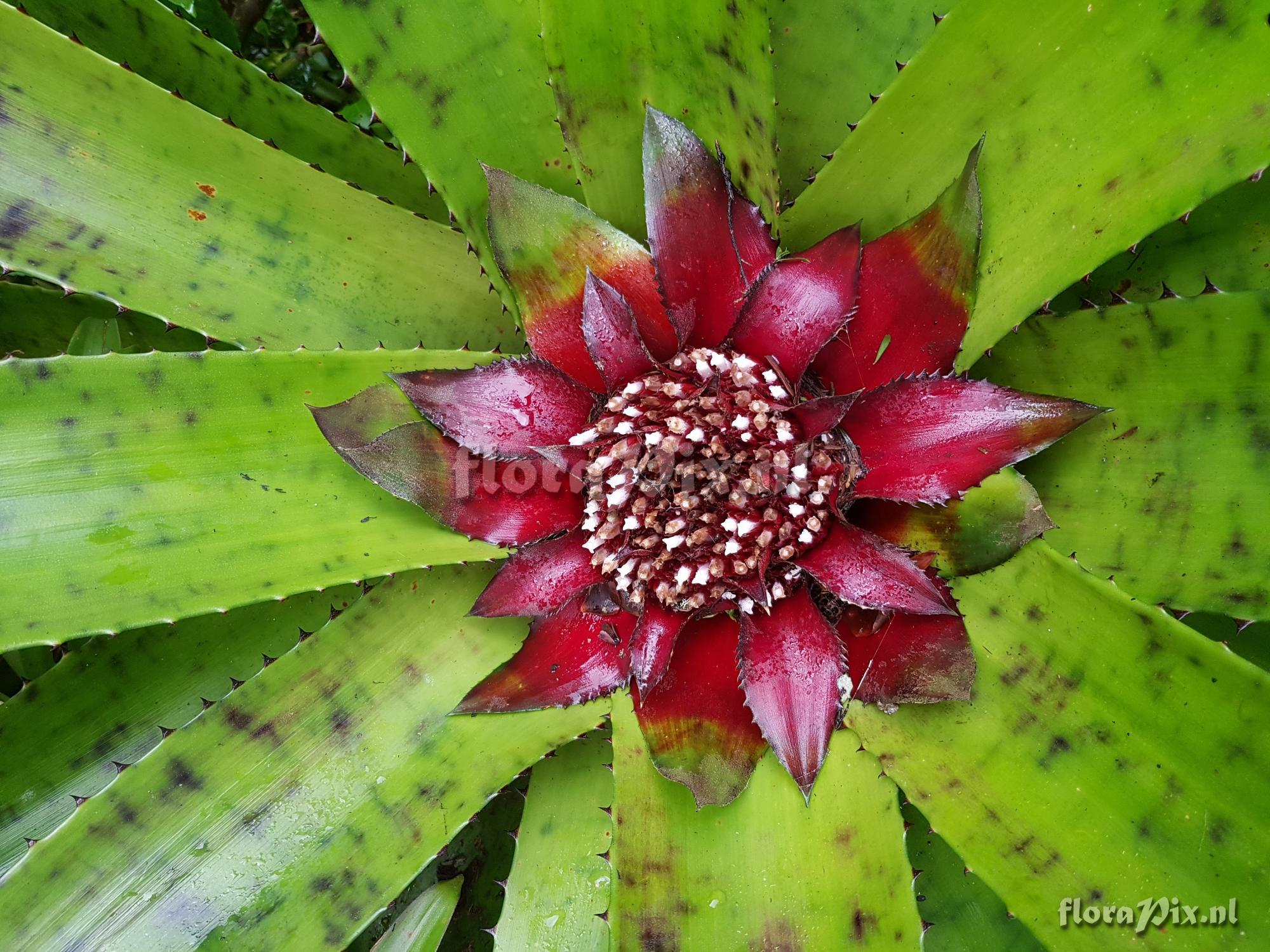 Wittrockia gigantea