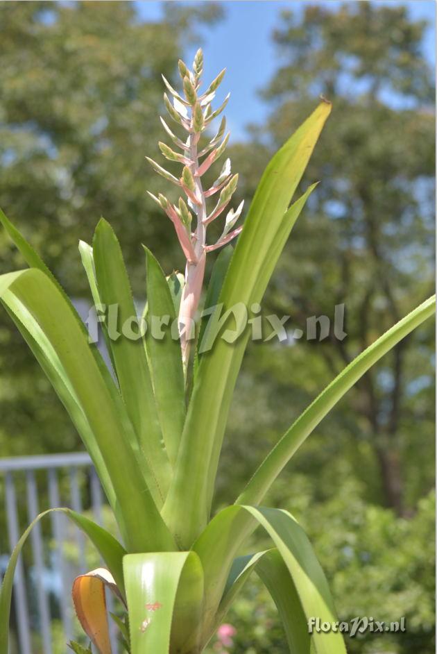 Aechmea sp