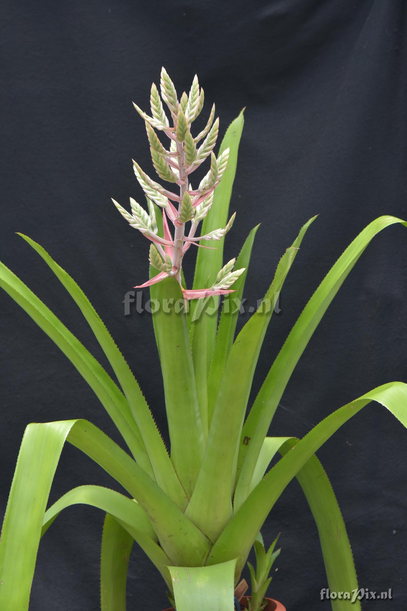 Aechmea sp