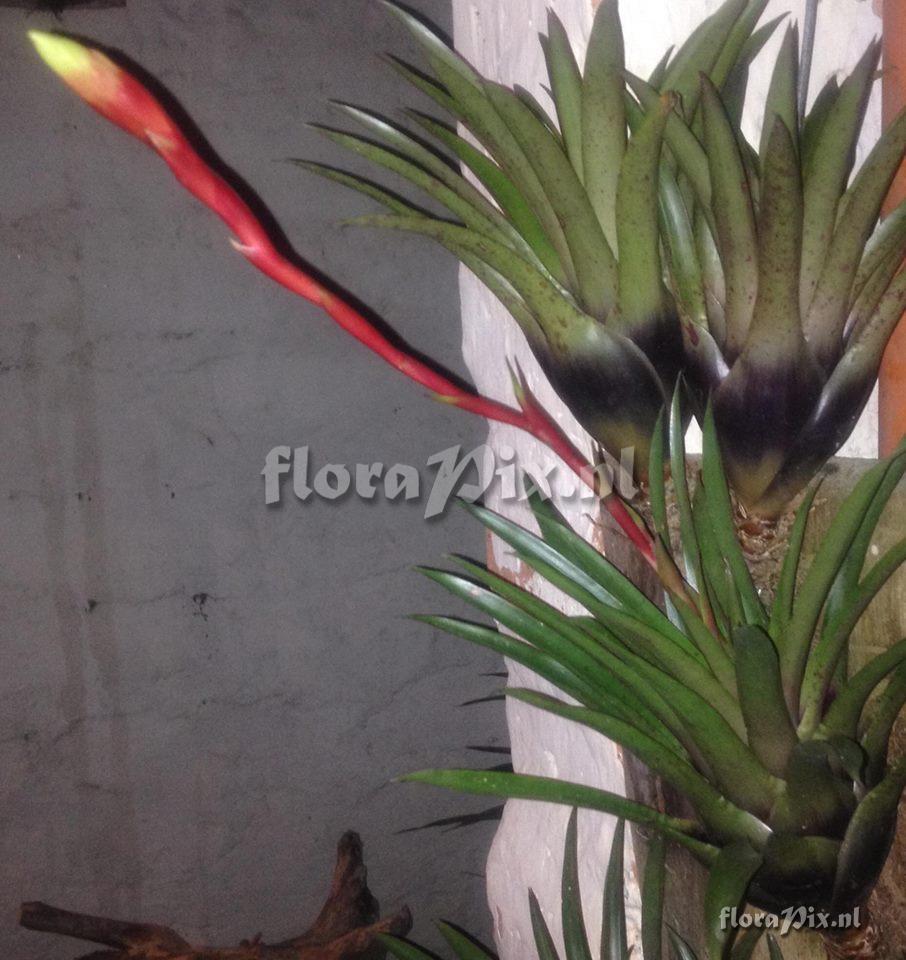 Tillandsia sp