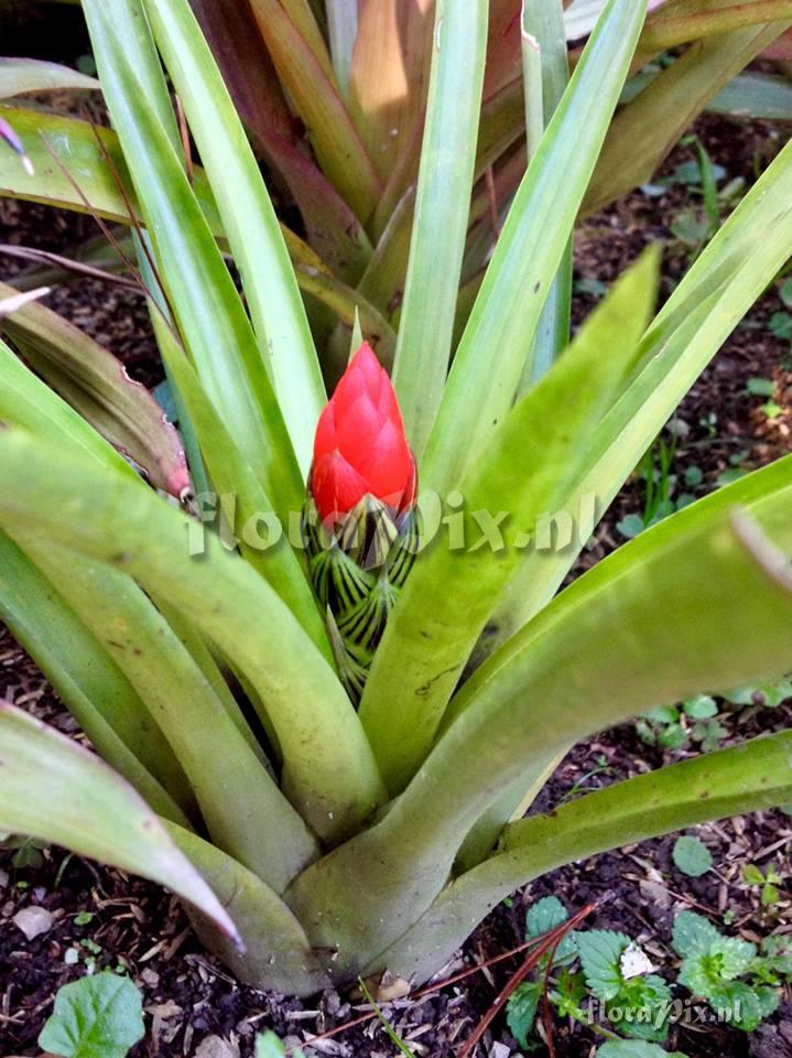 Guzmania monostachia