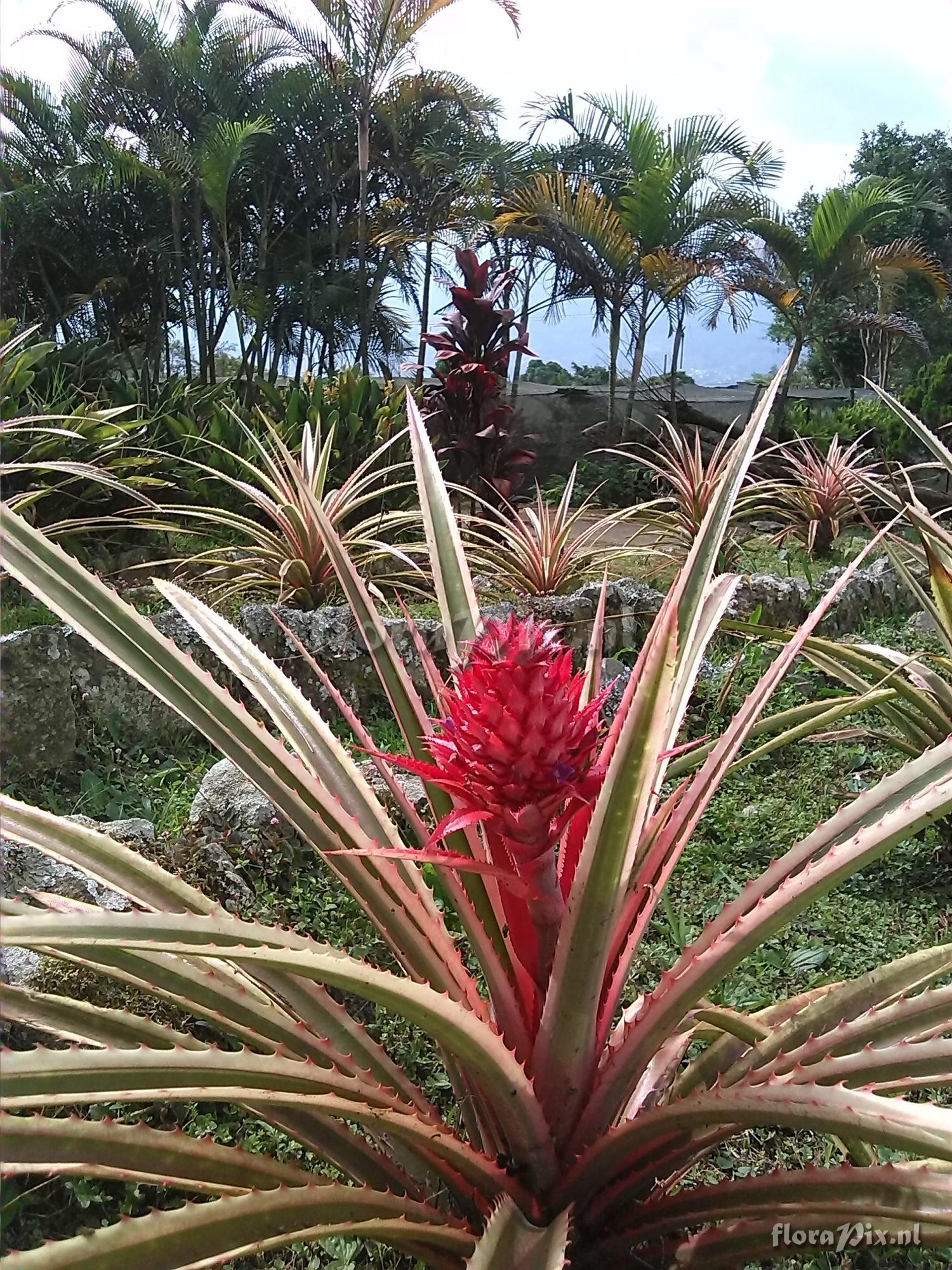 Ananas bracteatus