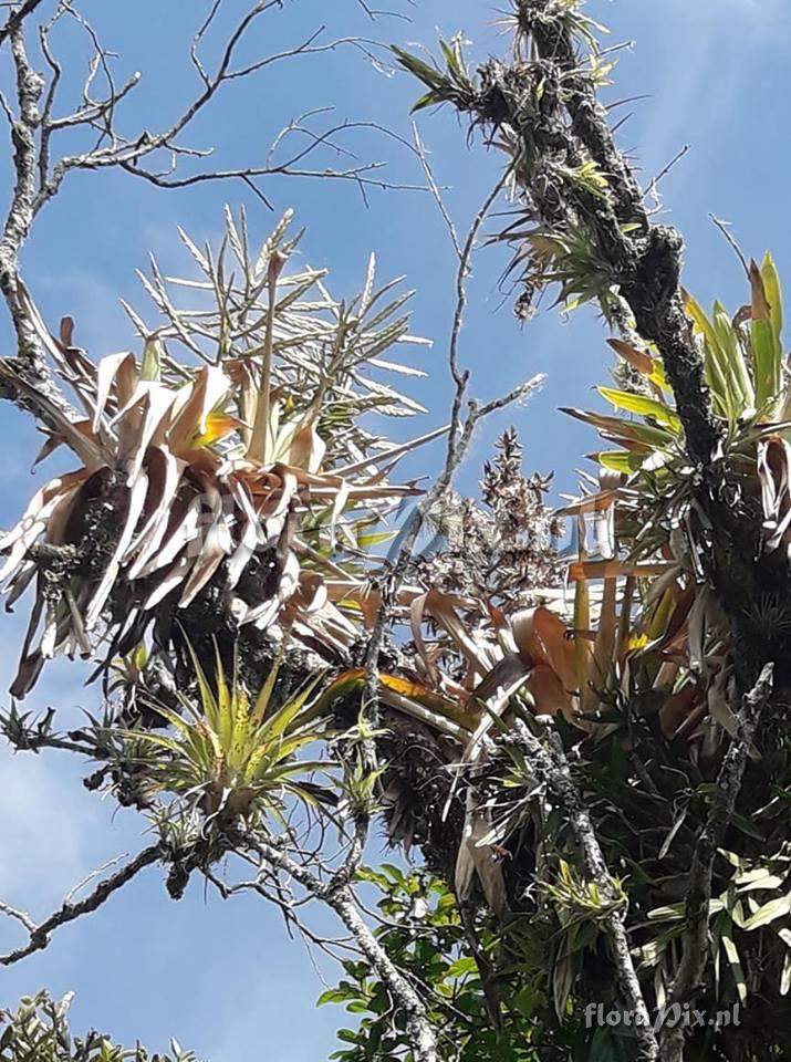 Tillandsia sp.
