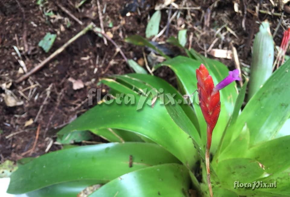 Tillandsia complanata