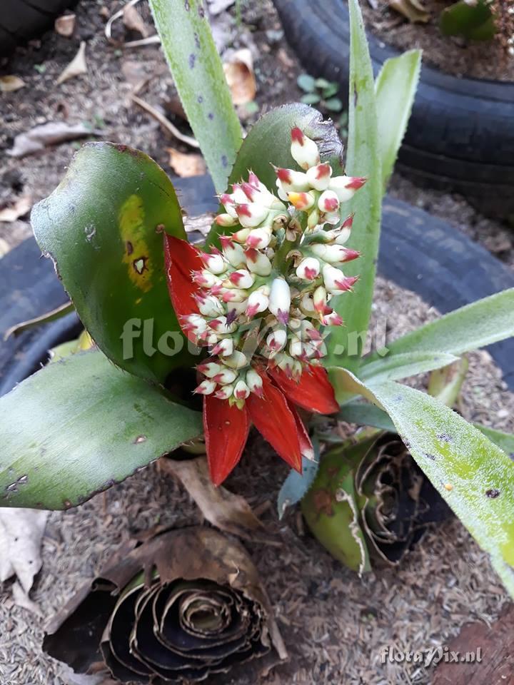 Aechmea mertensii