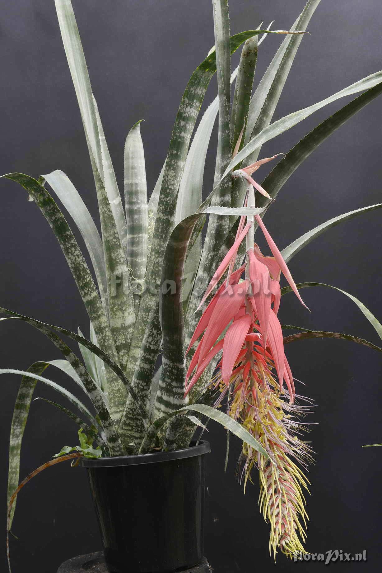 Billbergia tessmannii