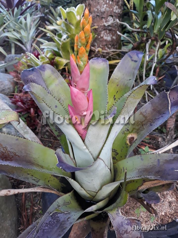 Aechmea romeroi hybrid