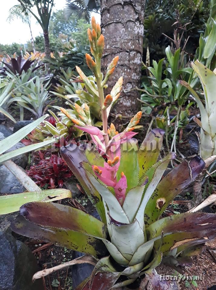 Aechmea romeroi hybrid