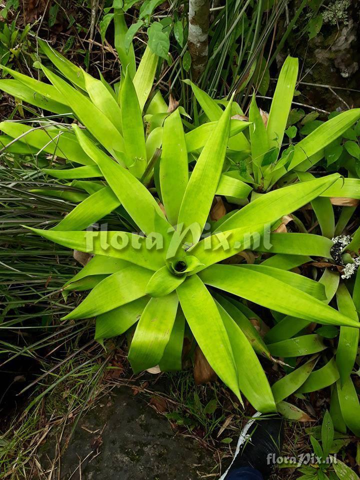 Vriesea sp