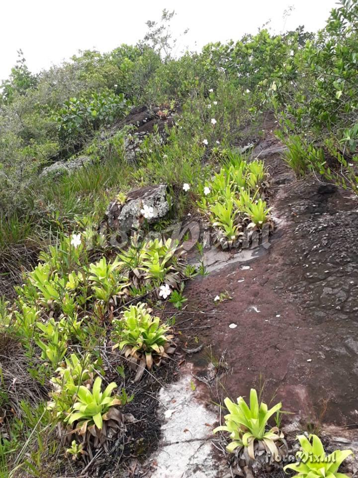 Vriesea sp