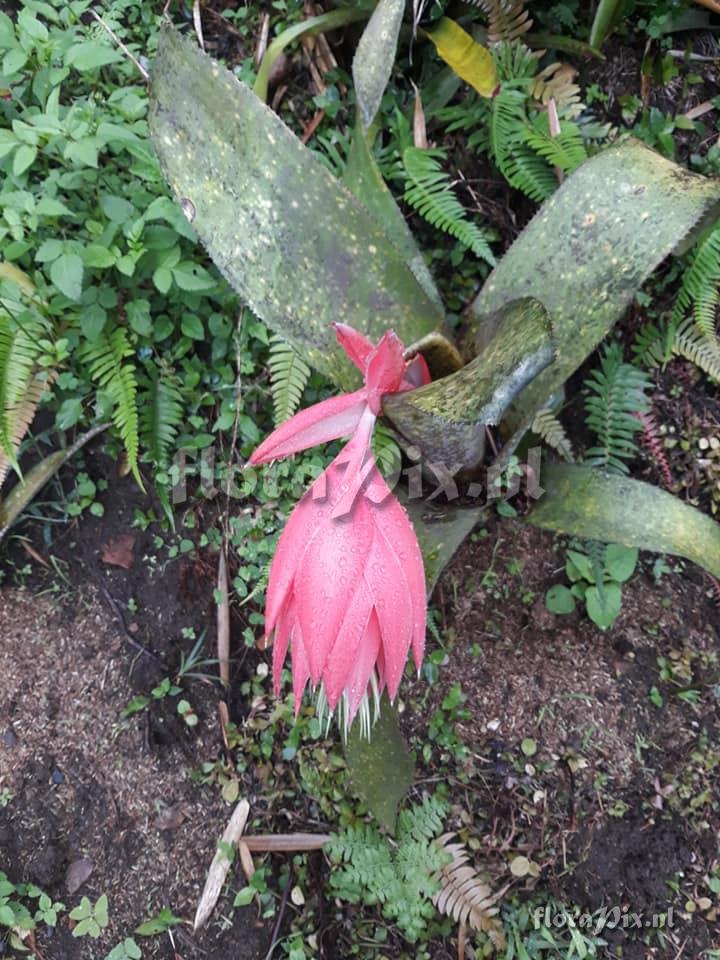 Billbergia estrella de caqueta