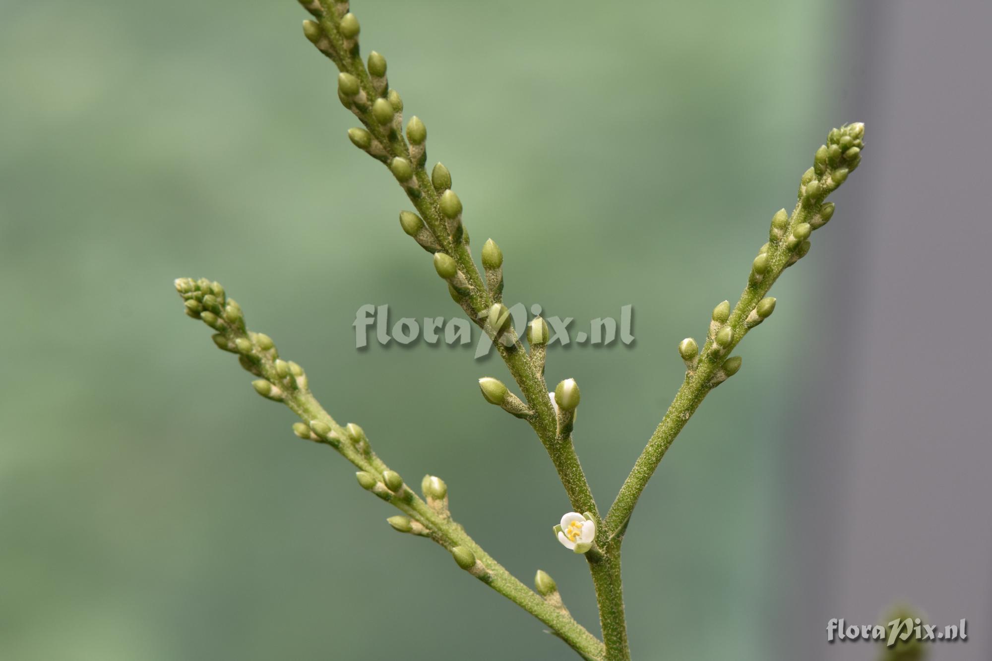 Brocchinia reducta or B. hechtioides