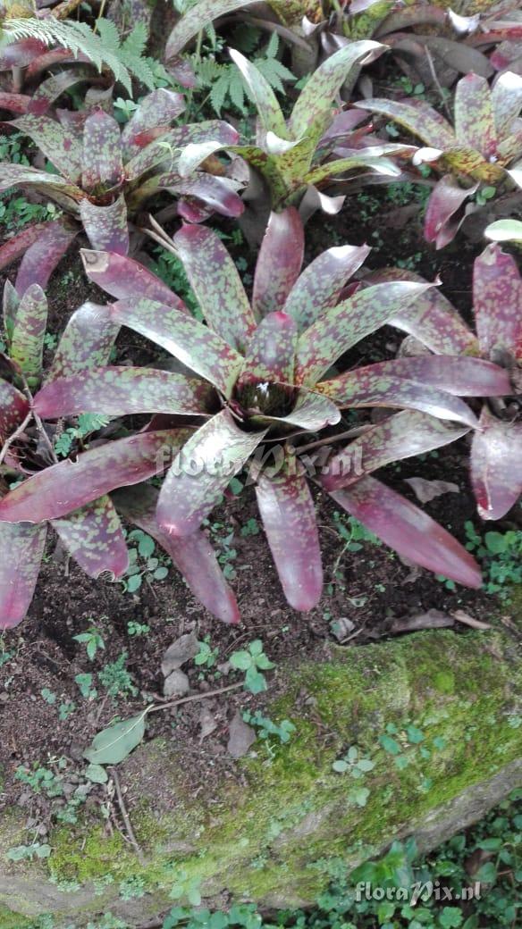 Neoregelia marmorata