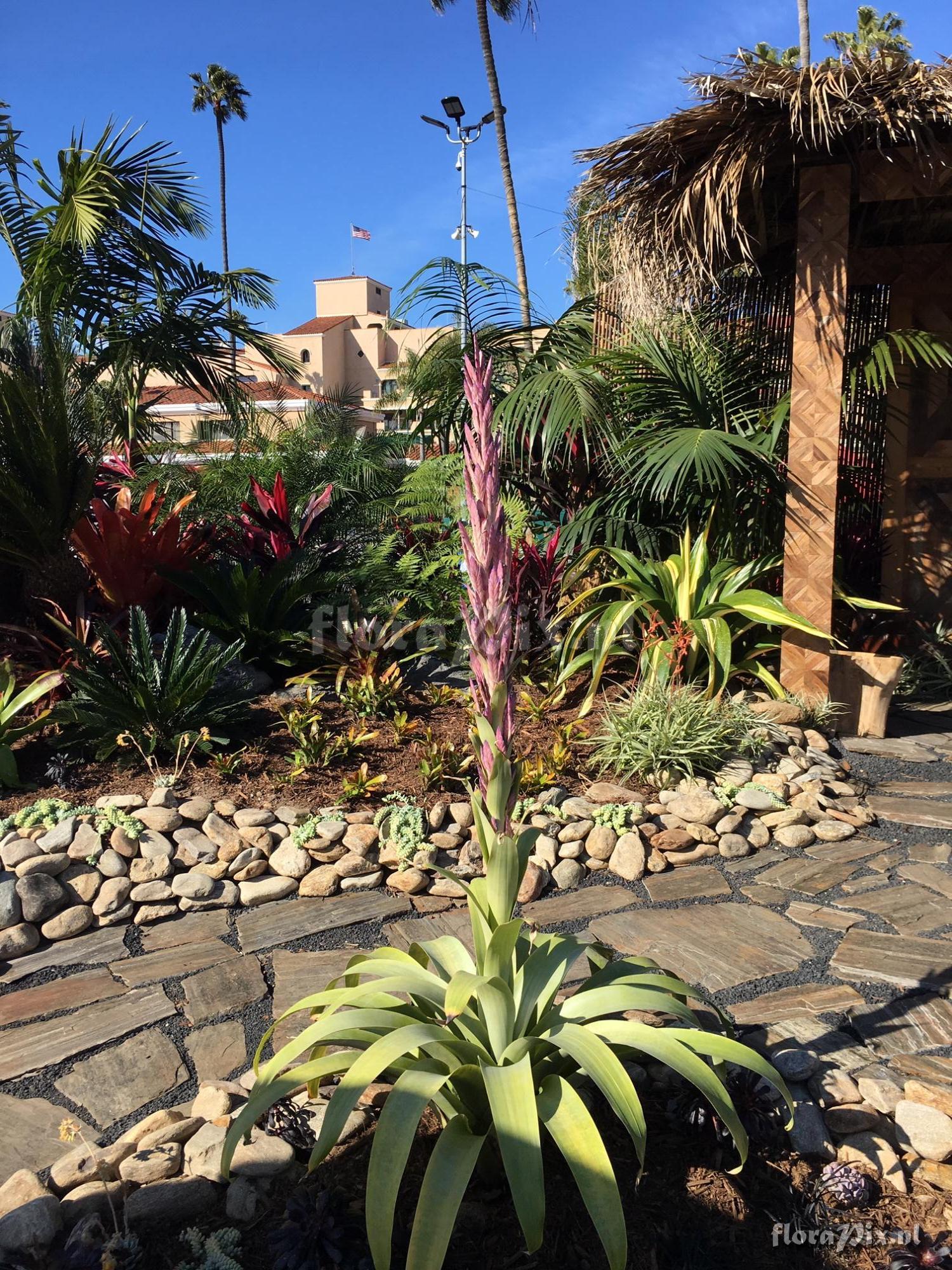 Tillandsia rubro-violacea ?