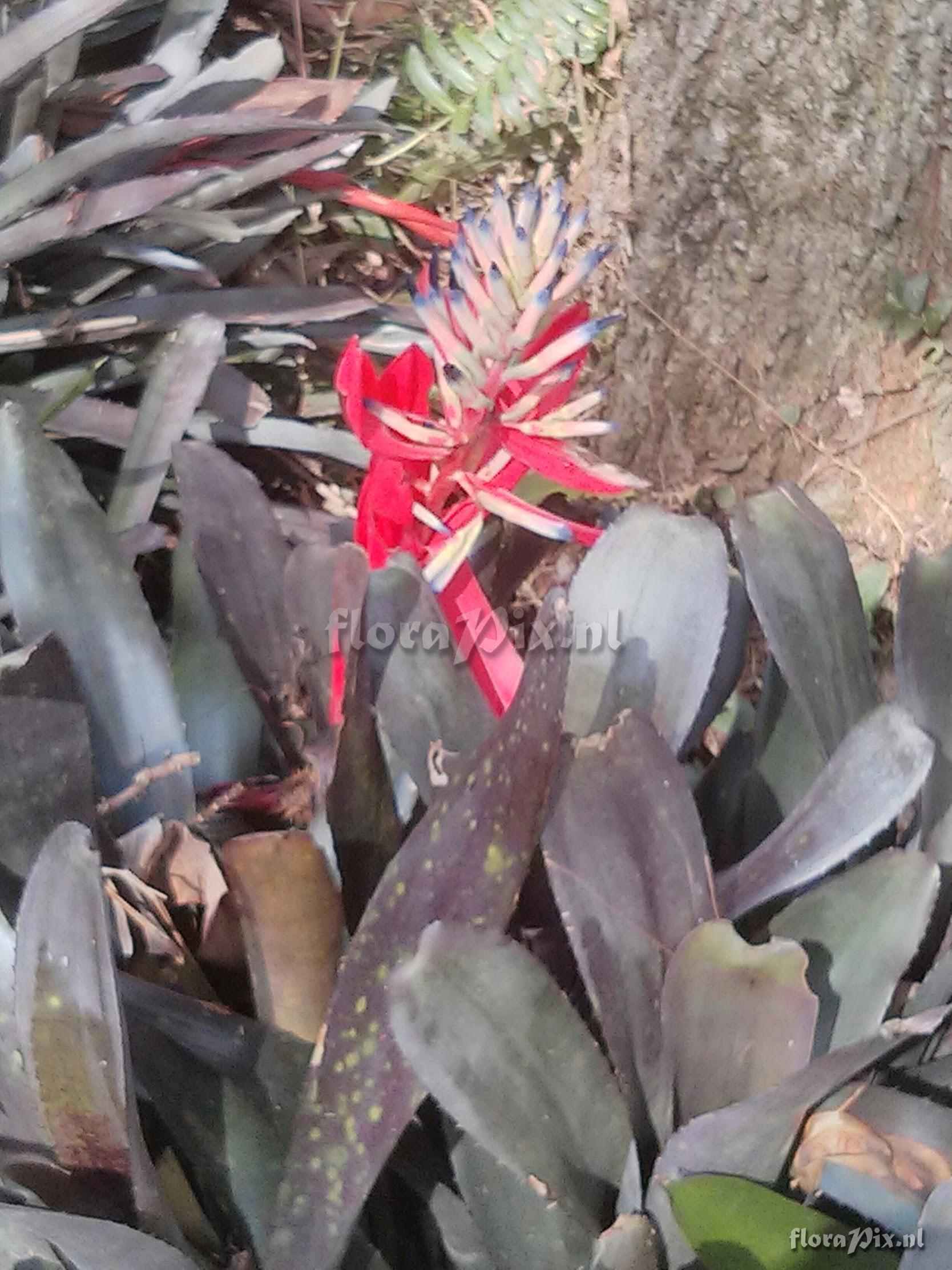 Billbergia sp