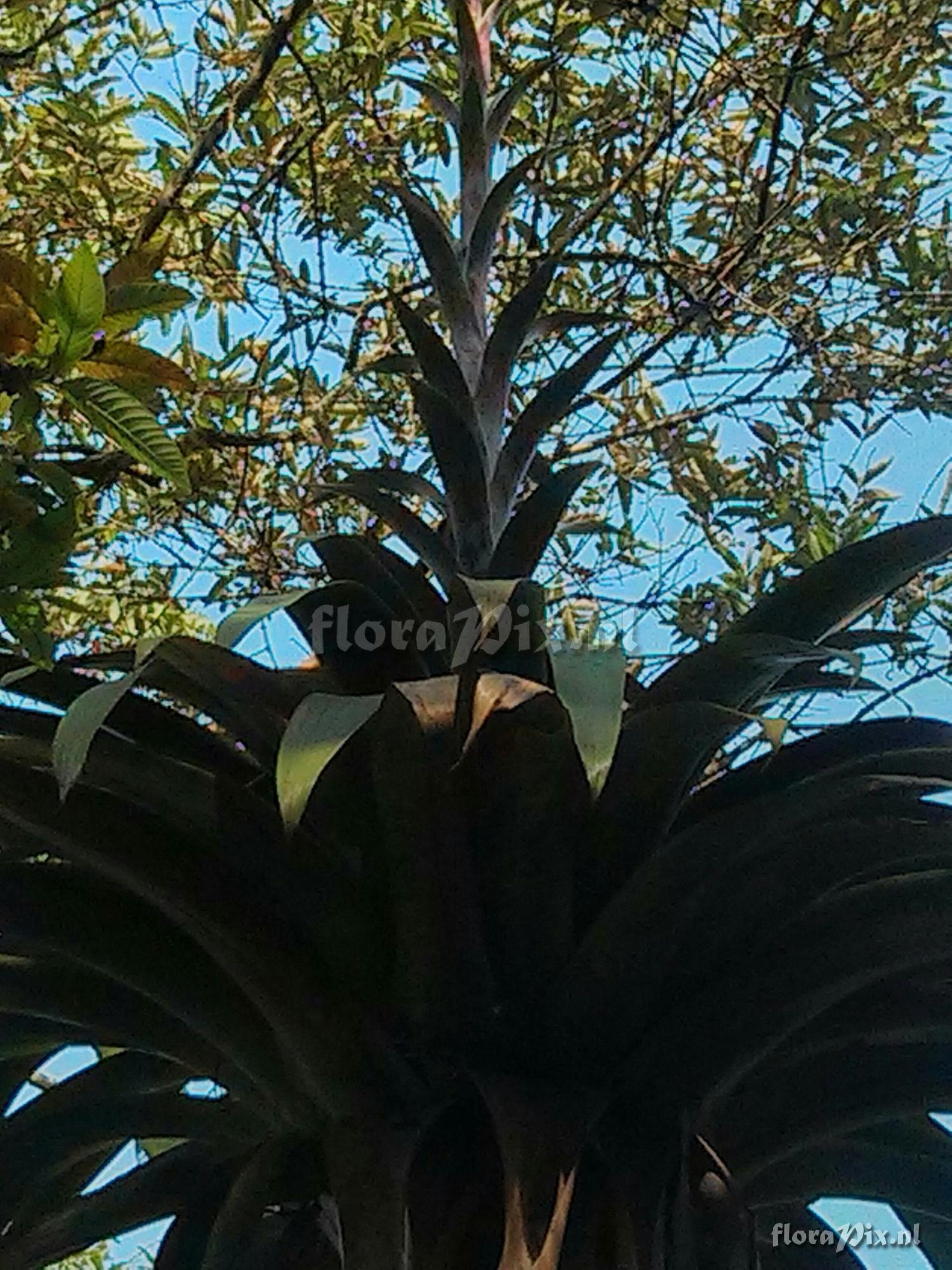 Tillandsia sp