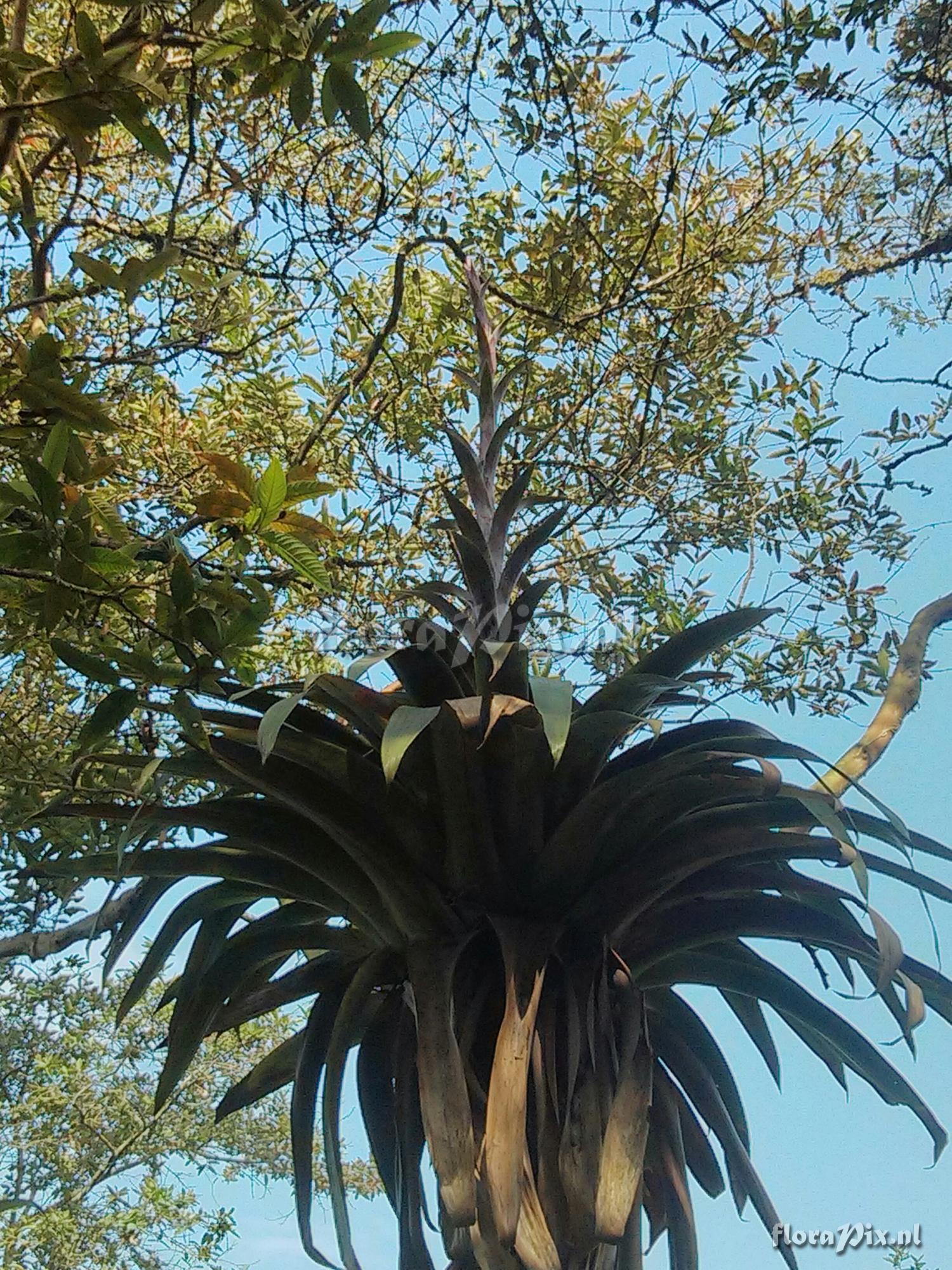 Tillandsia sp