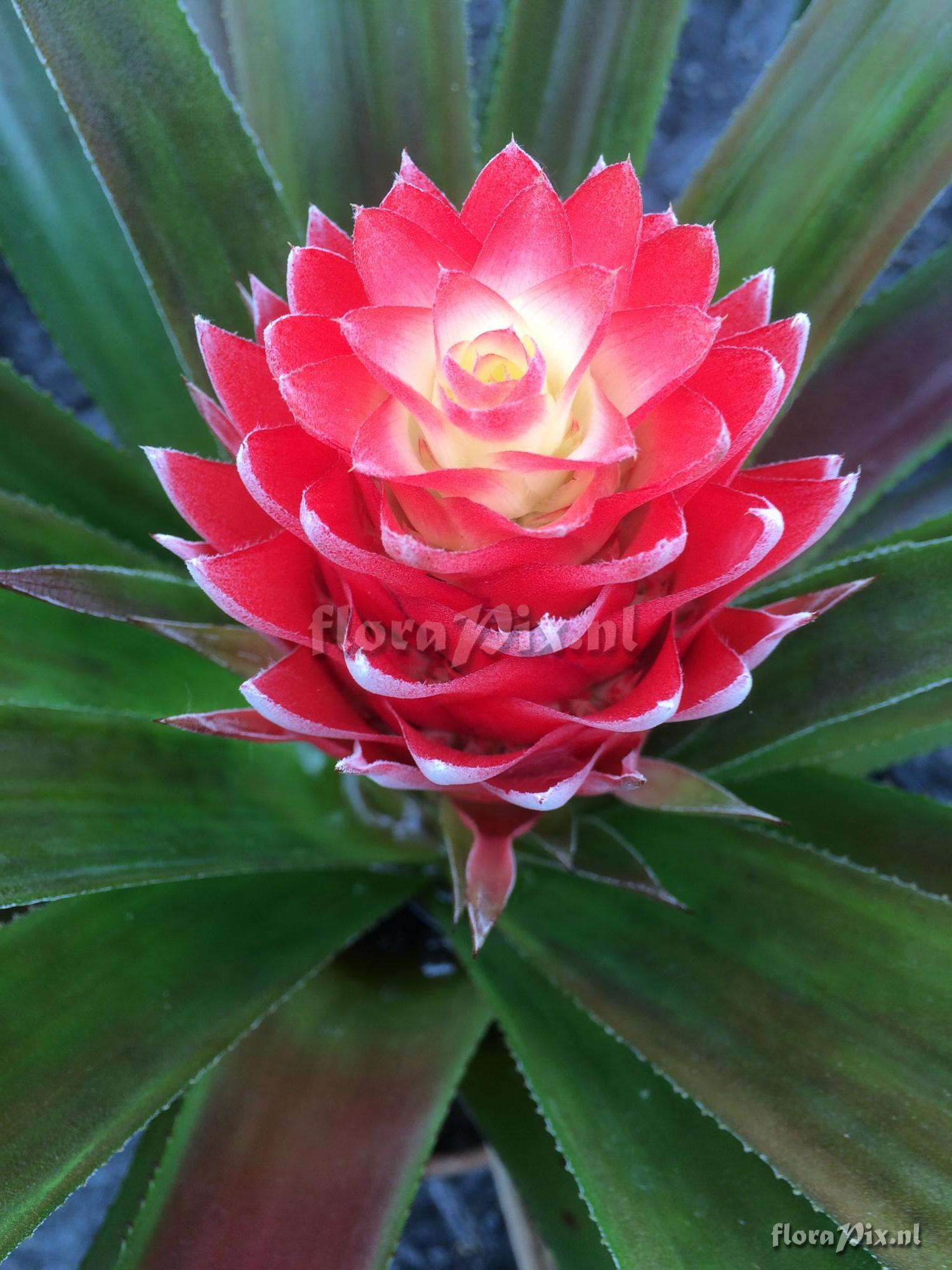 Aechmea poitaei