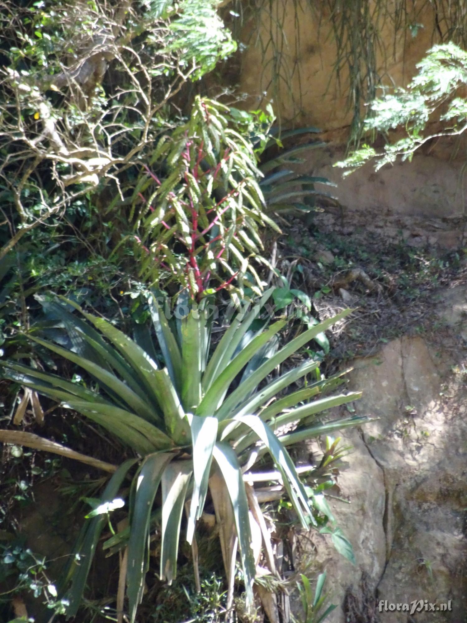 Tillandsia sp