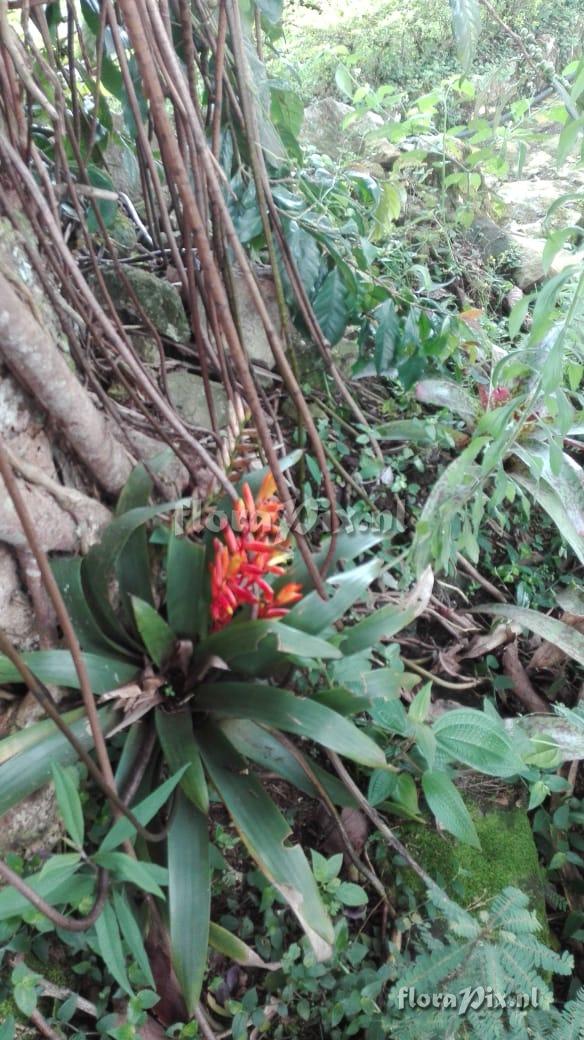 Vriesea hybrid