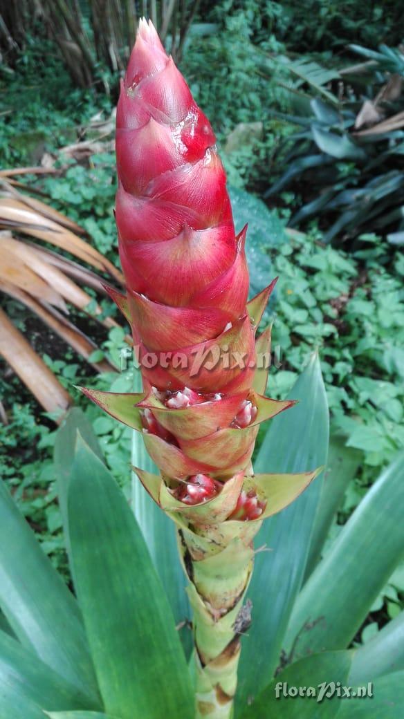 Mezobromelia capituligera