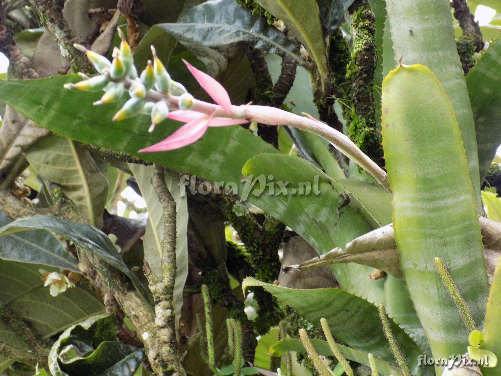Aechmea niducaulis