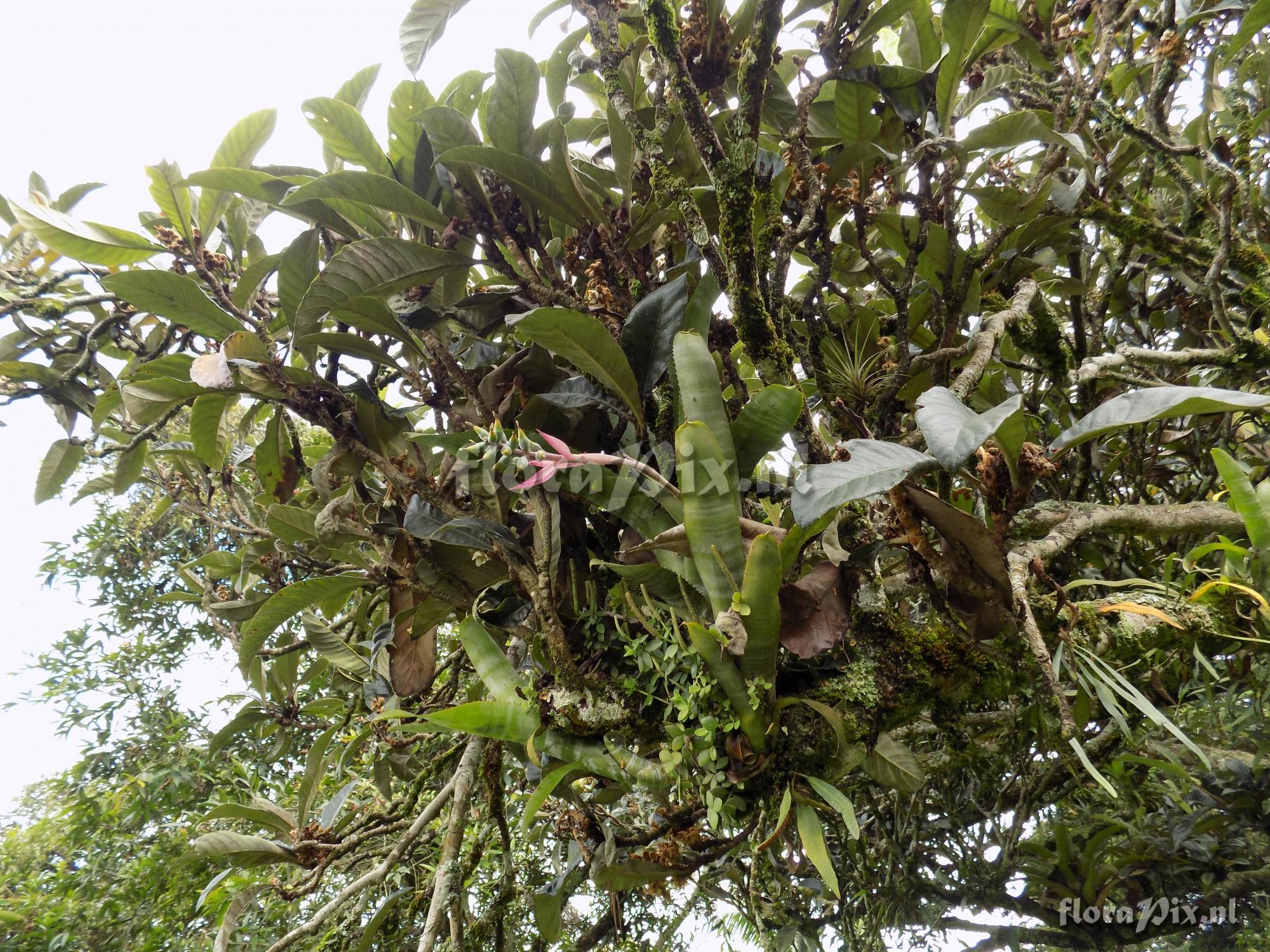 Aechmea niducaulis