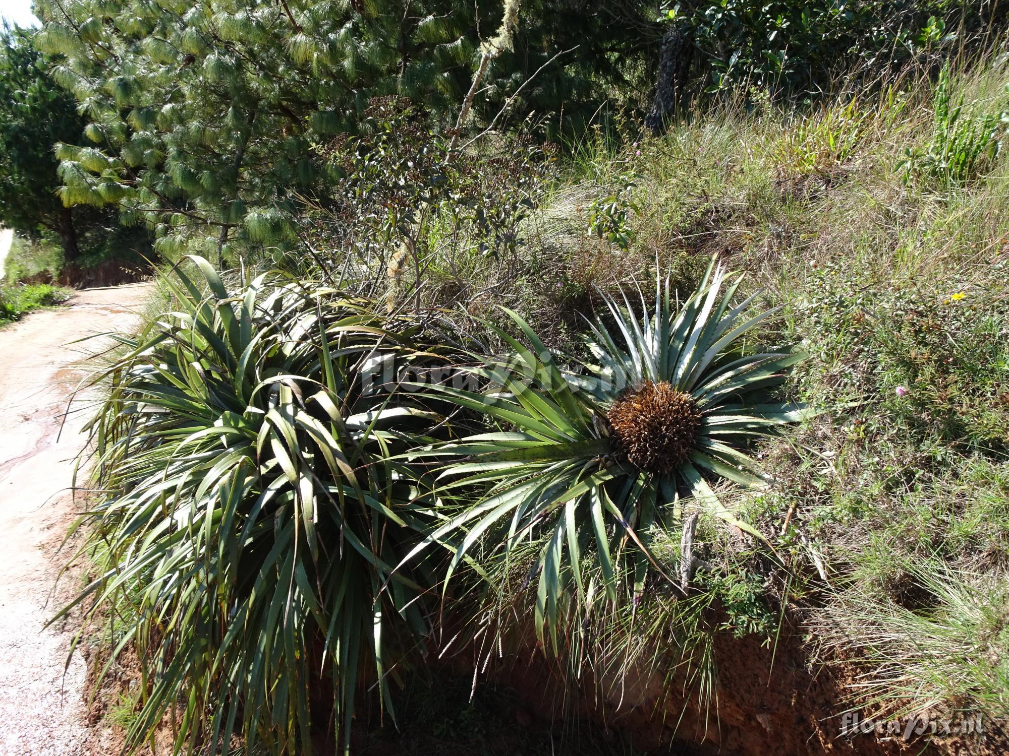 Greigia sp