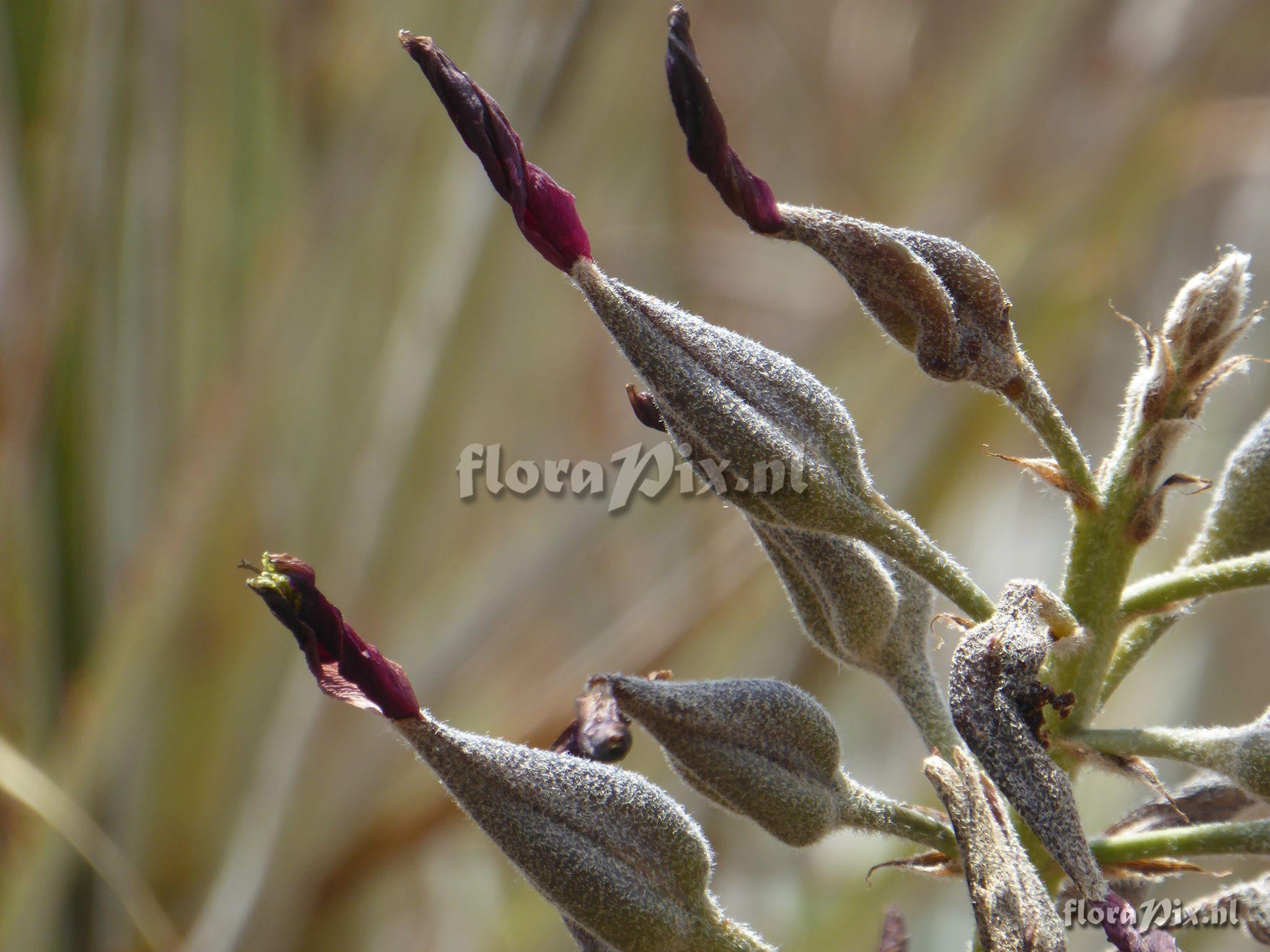 Puya sp