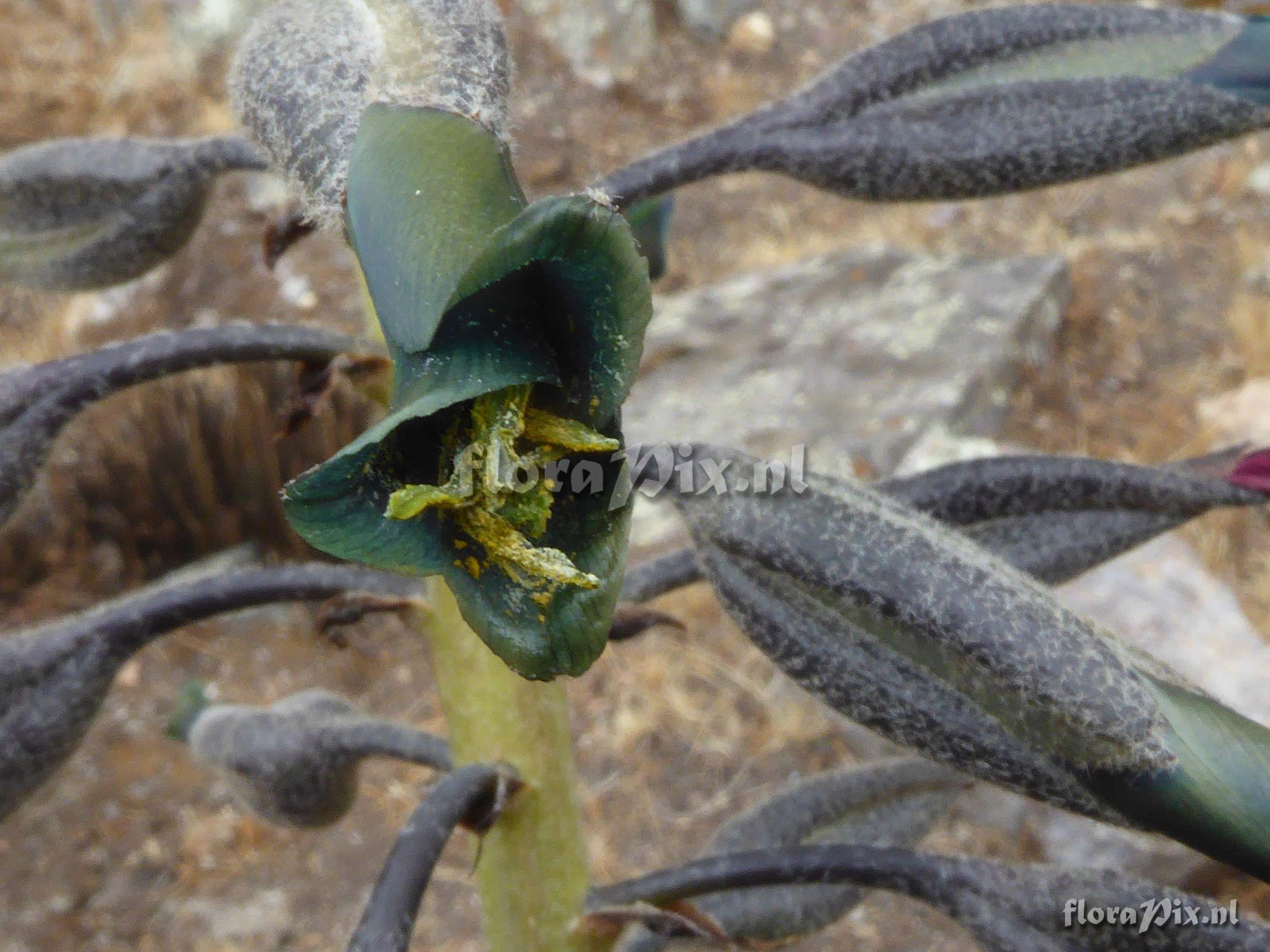 Puya sp