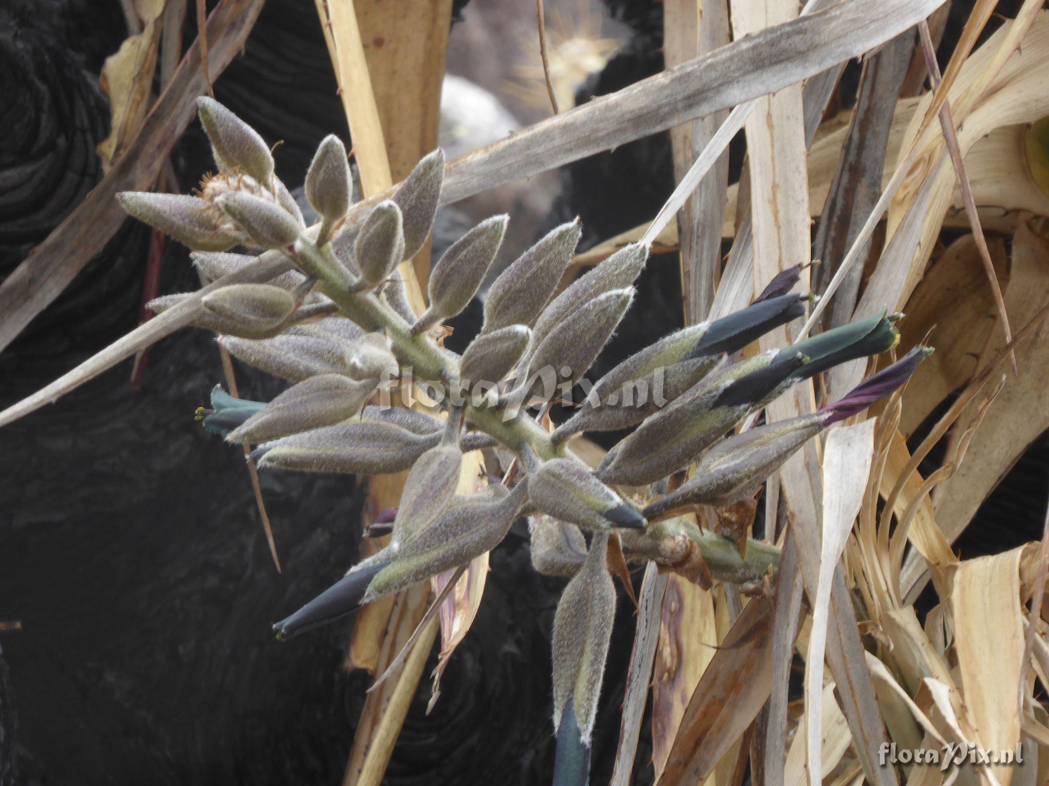Puya sp