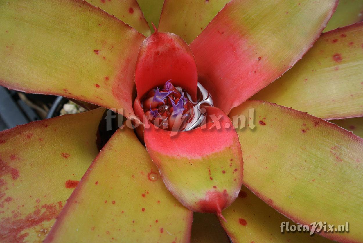 Neoregelia eltoniana