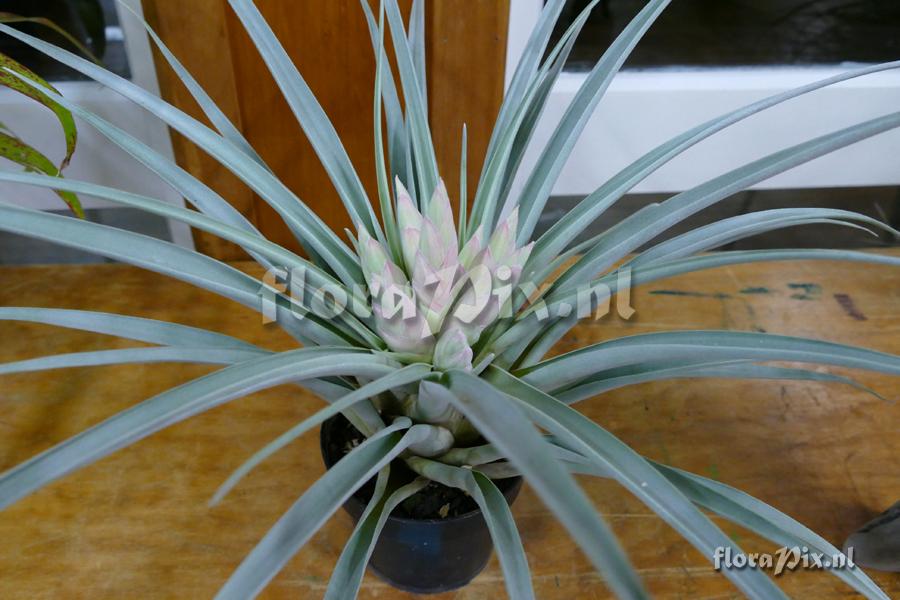 Tillandsia carlsoniae