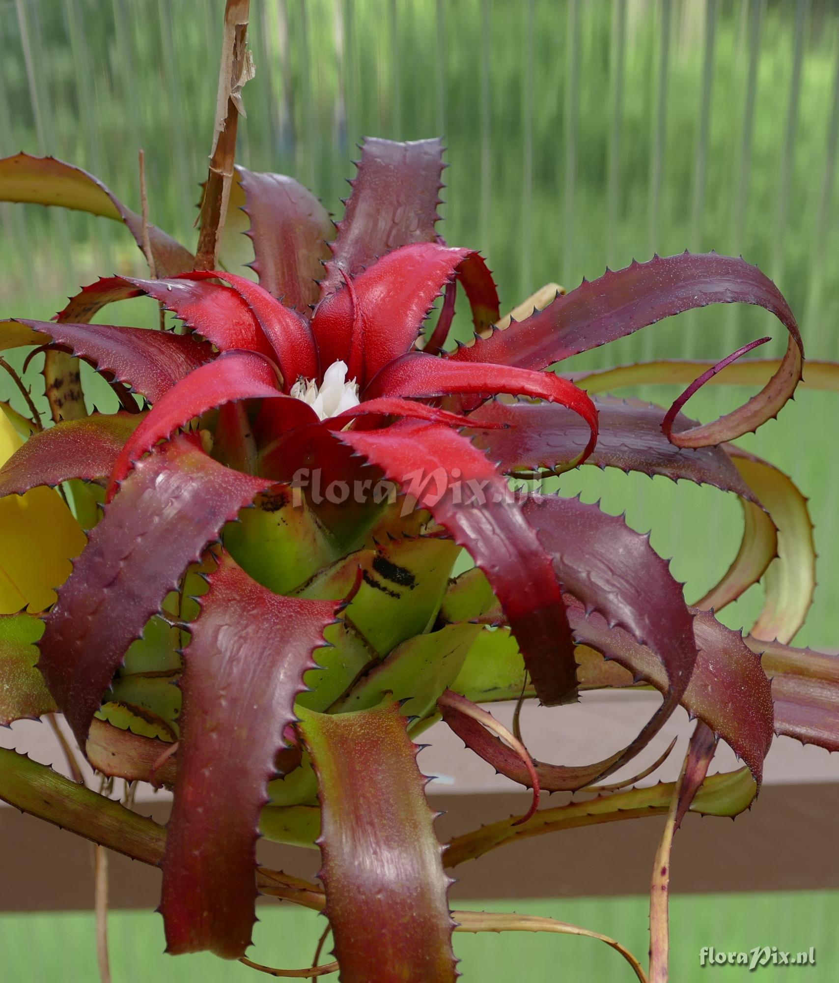 Neoregelia pendula