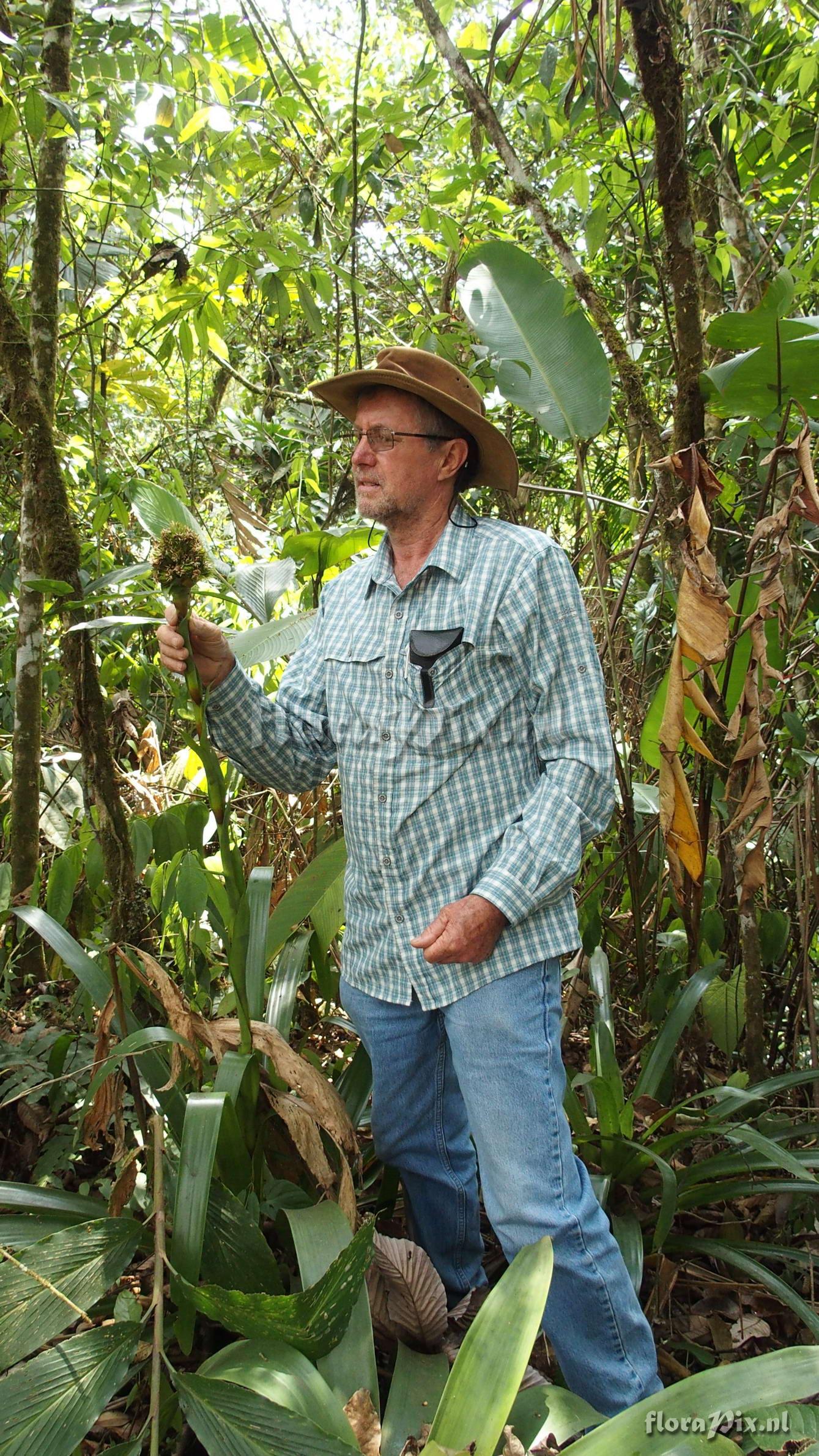 Guzmania acuminata 