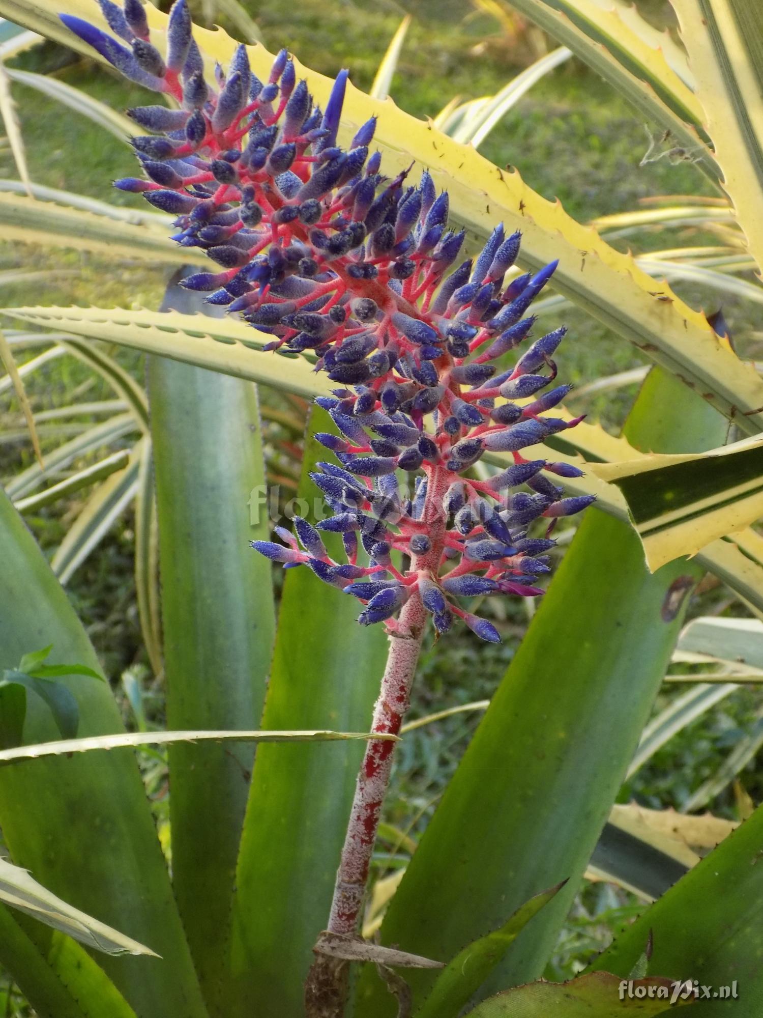 Aechmea fendleri