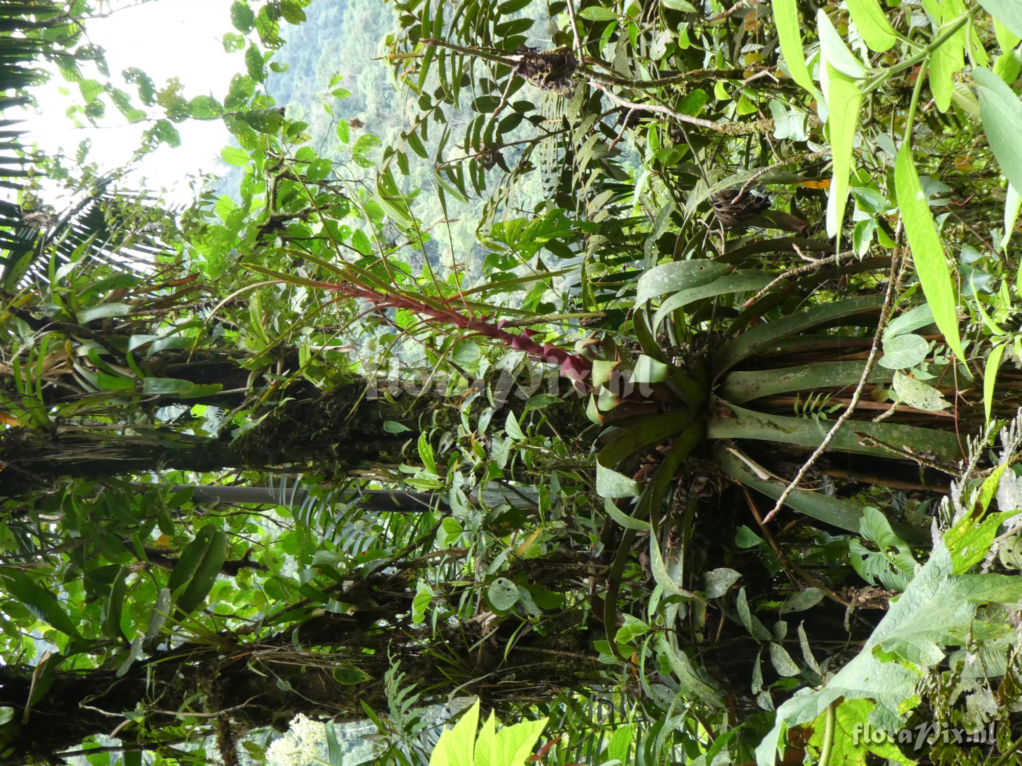 Lutheria sp