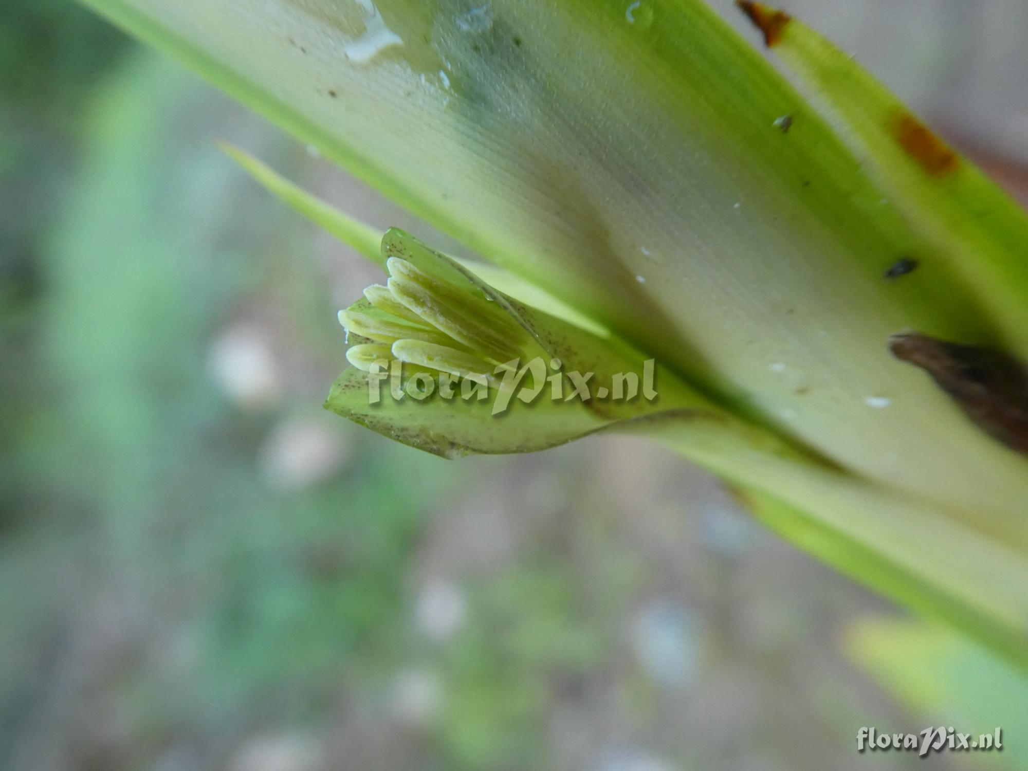 Lutheria sp
