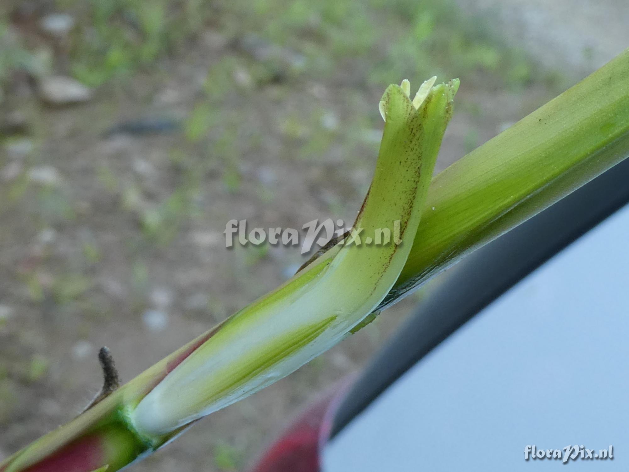Lutheria sp