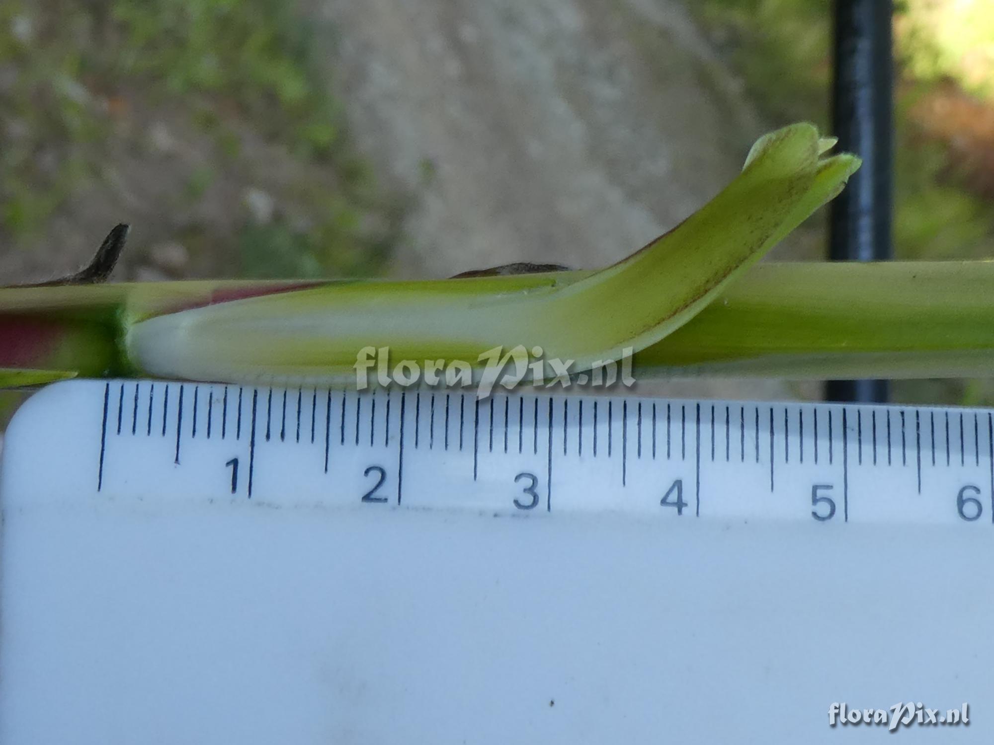 Lutheria sp