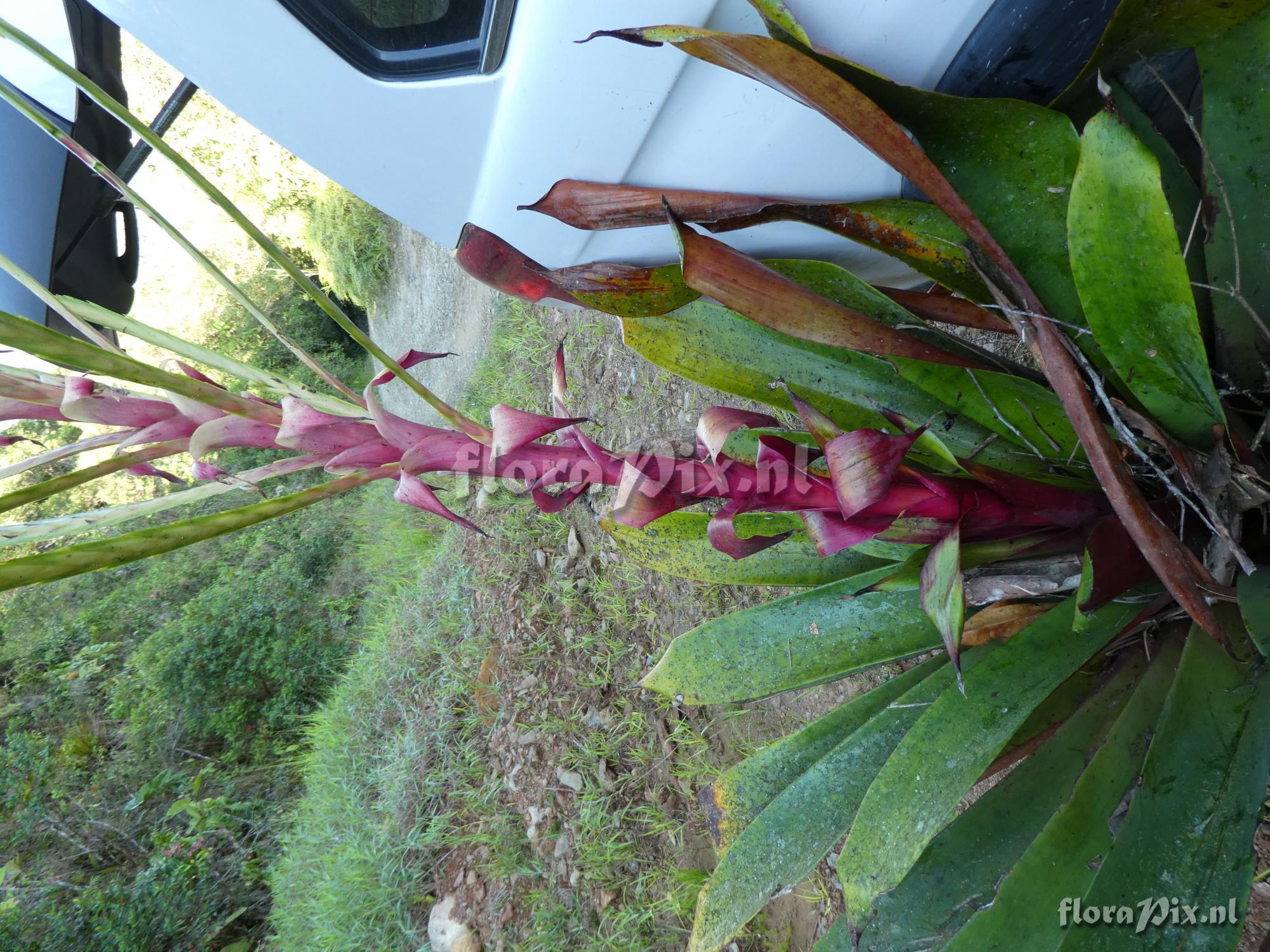Lutheria sp